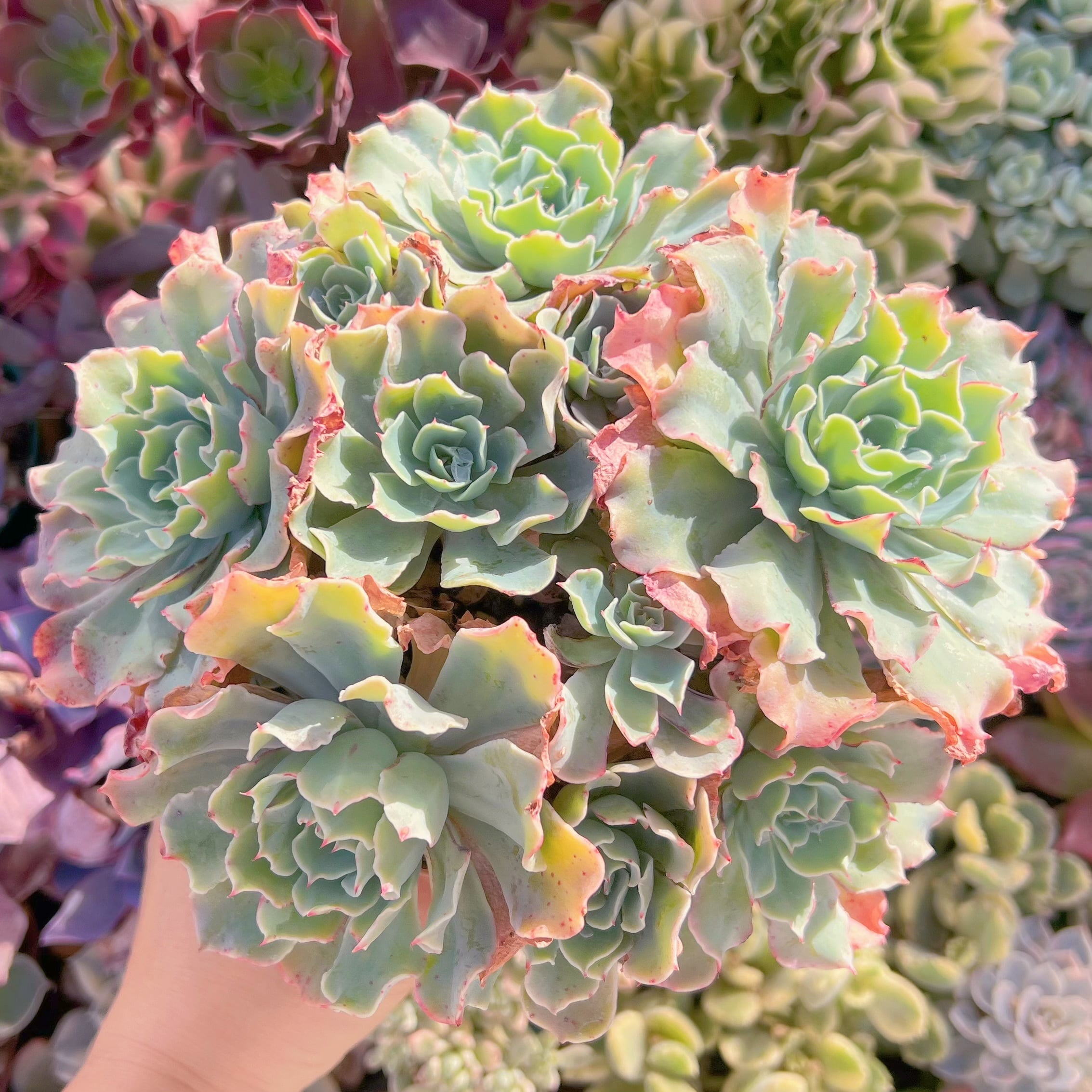 現品　Tsunami#A87　新入荷　レア特特大群生25cm以上　るる農園