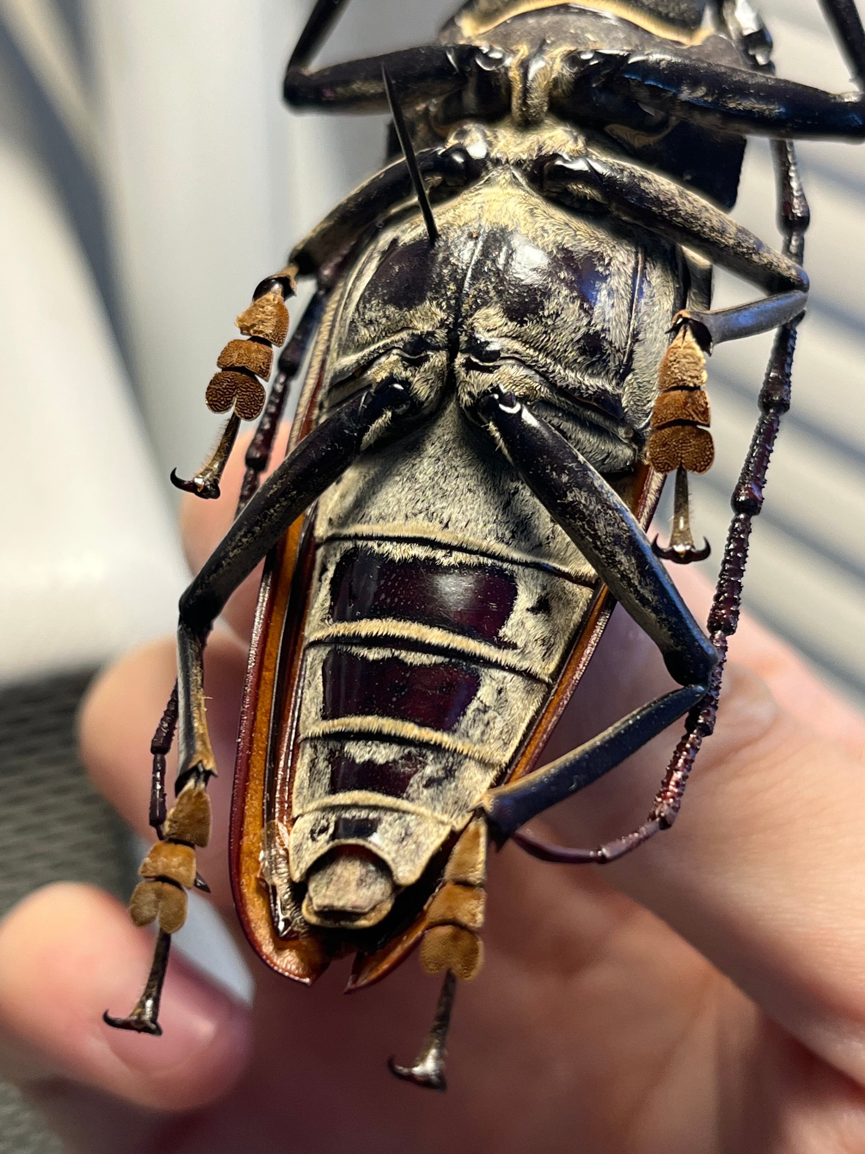 103mm】アラゲオオウスバカミキリ 甲虫昆虫標本タランチュラムカデ