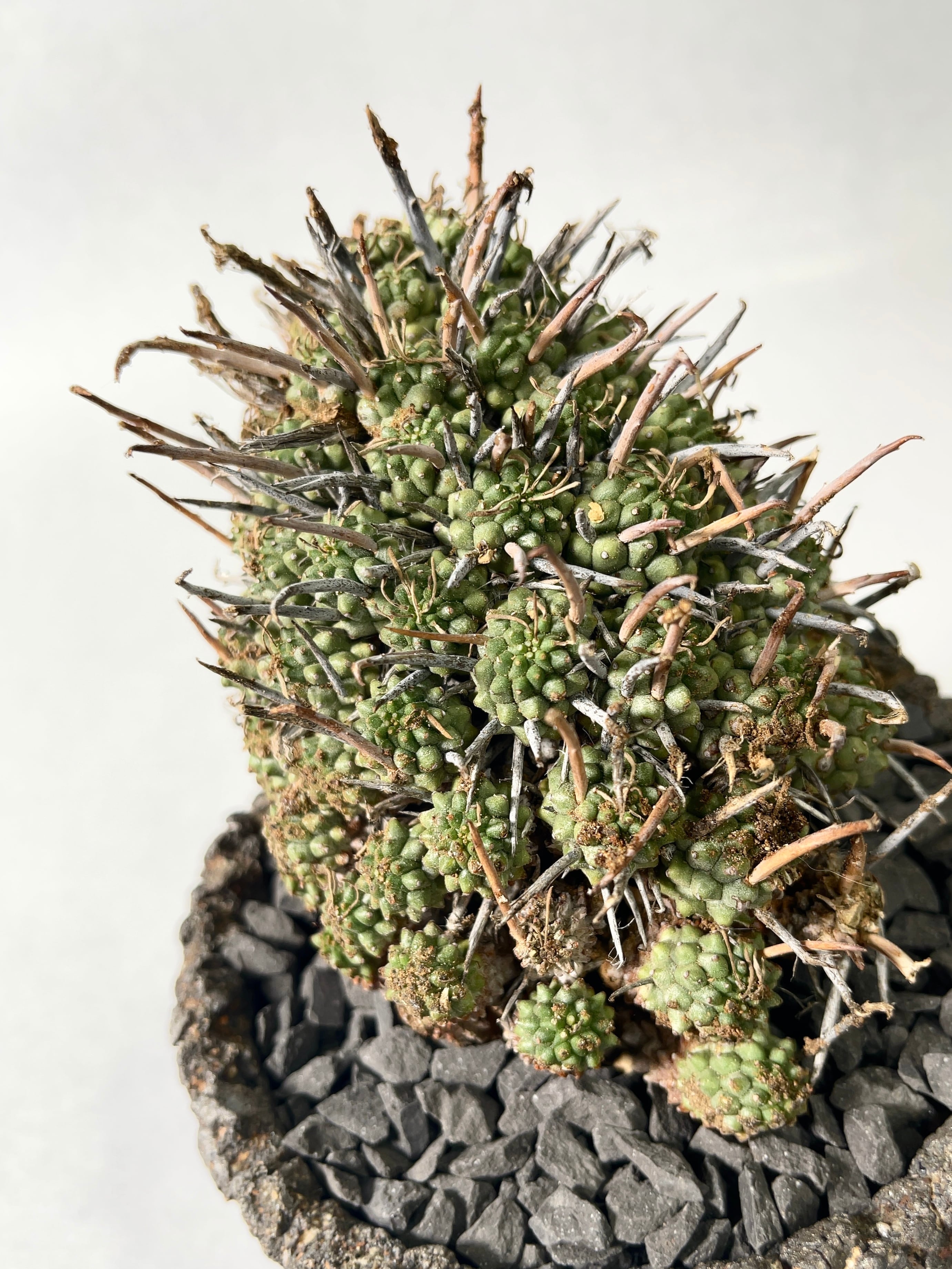 ユーフォルビア・ムルチセプス | trigger