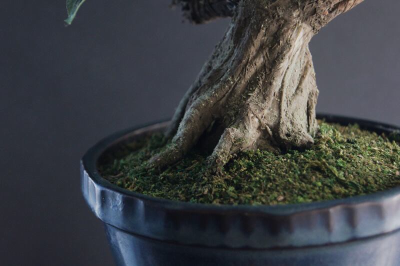 盆栽 ビワ Loquat Bonsai #101 | Oh! BONSAI