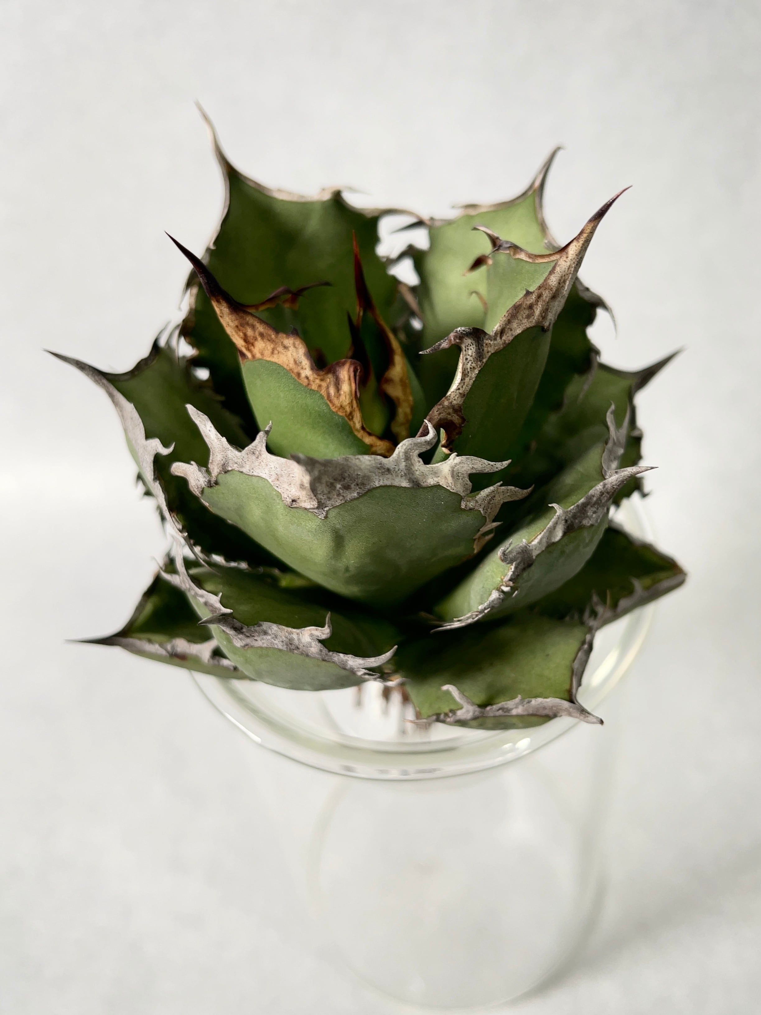 アガベ・烈焔 5(M) | trigger