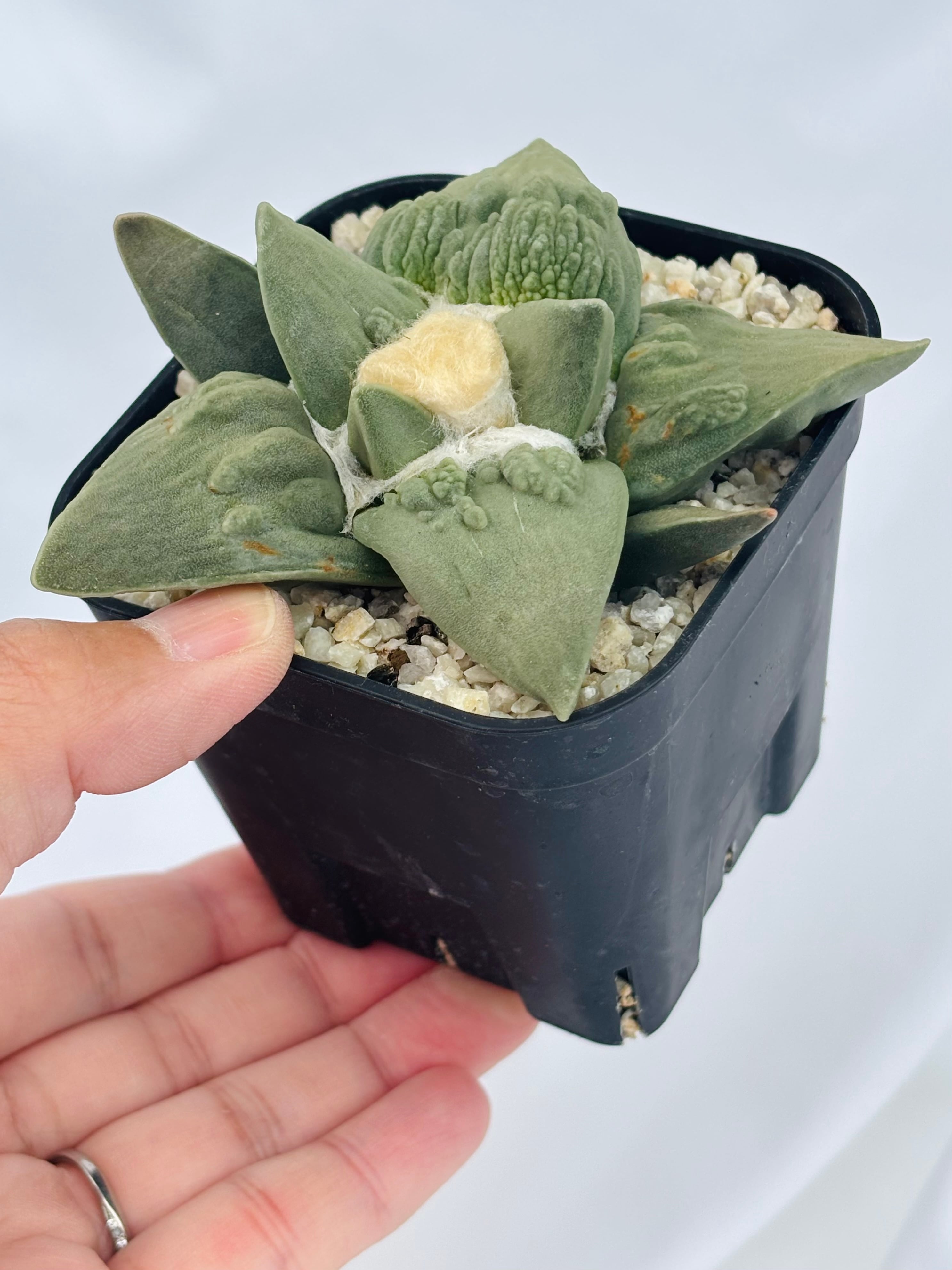 Ariocarpus Cauliflowermonst. アリオカルプス カリフラワー 花牡丹