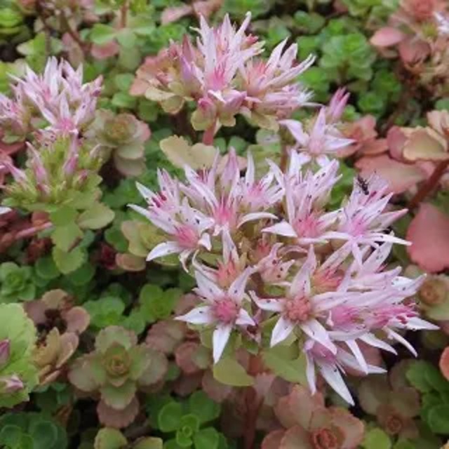 セダム スプリウム 'ドラゴンズブラッド'