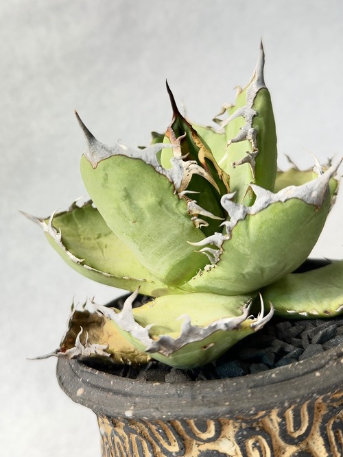 アガベ・オアハカオテロイ