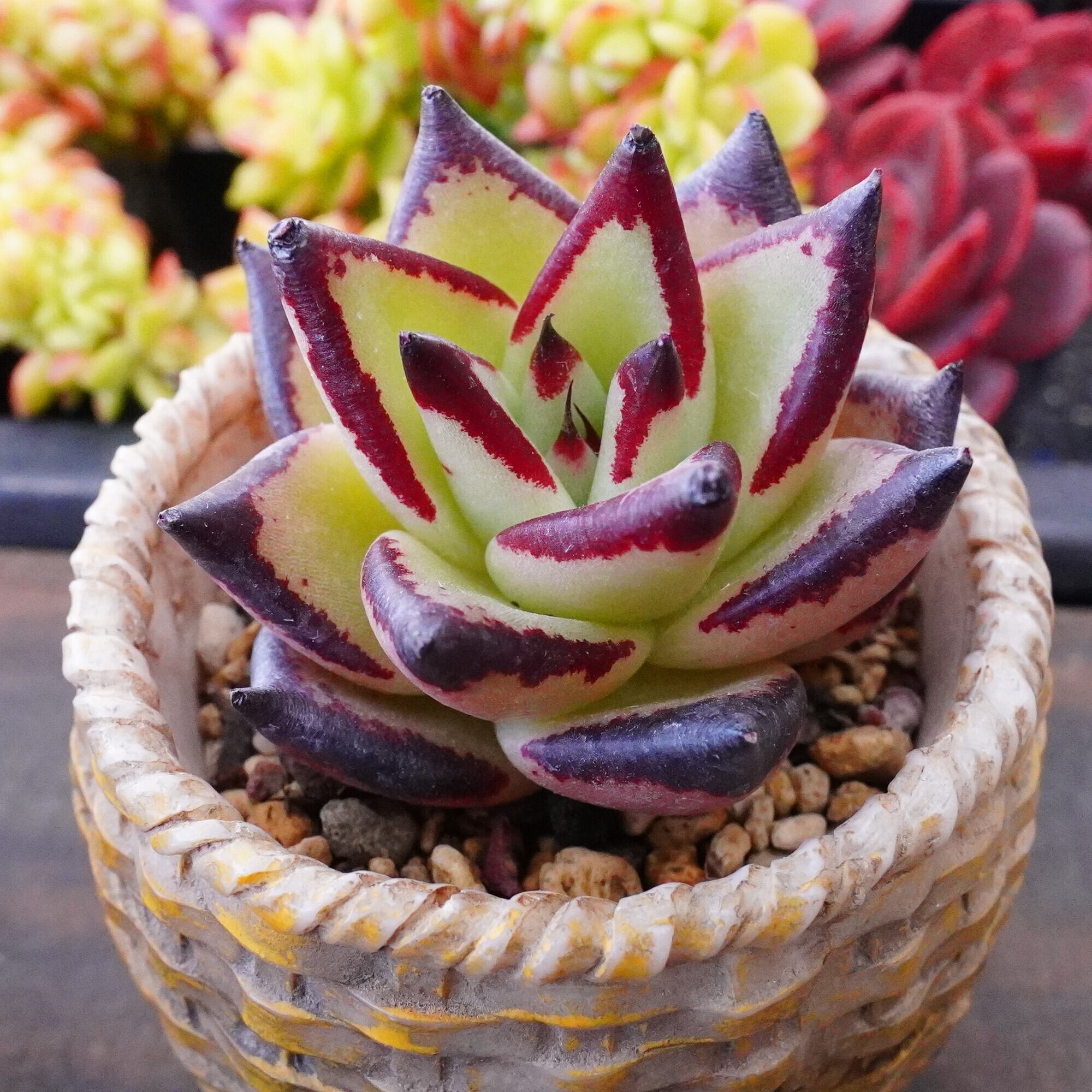 多肉植物 | E-TANIKU 多肉植物 | E-TANIKU