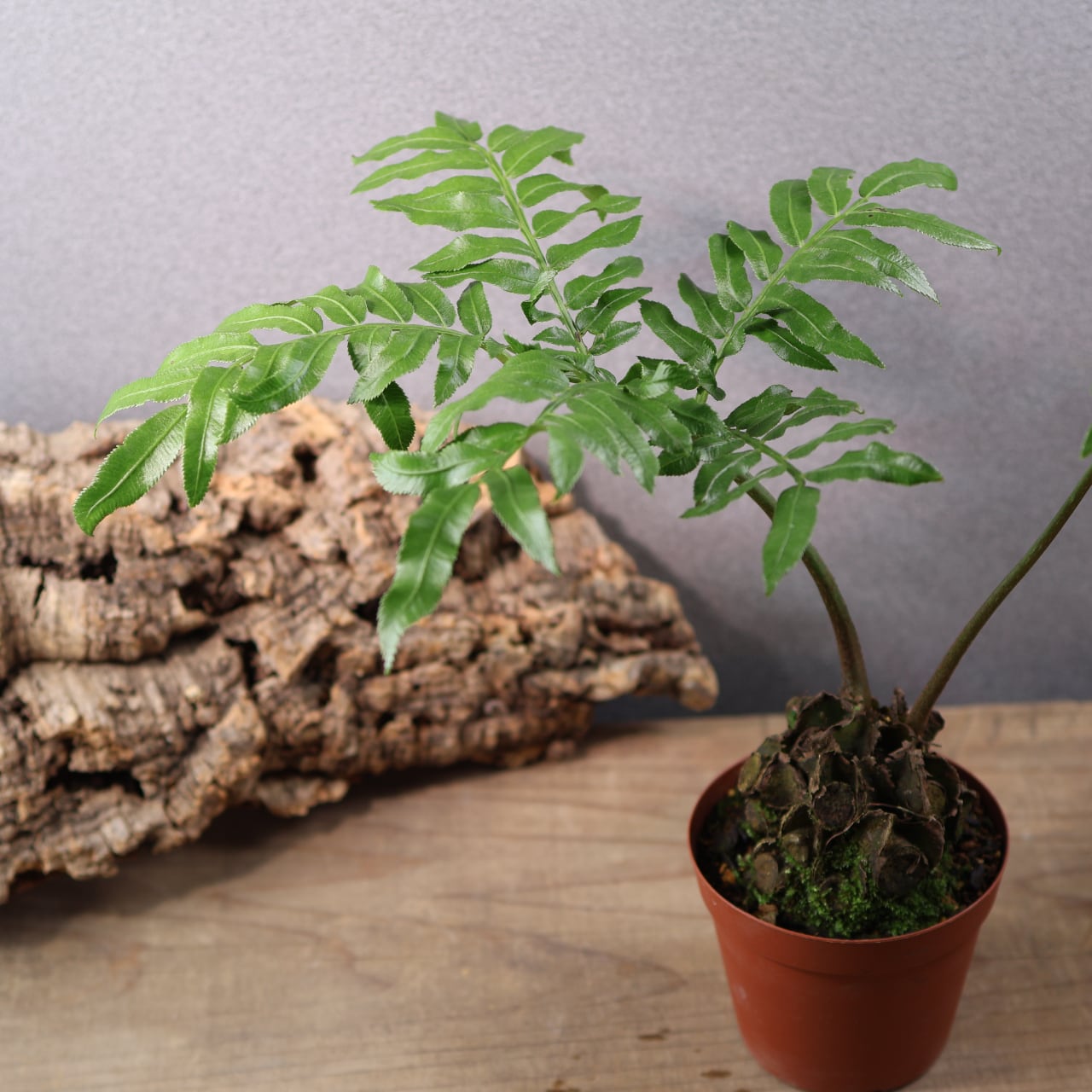 659『リュウビンタイ』 観葉植物【送料無料】 | MARX PLANTS | 観葉