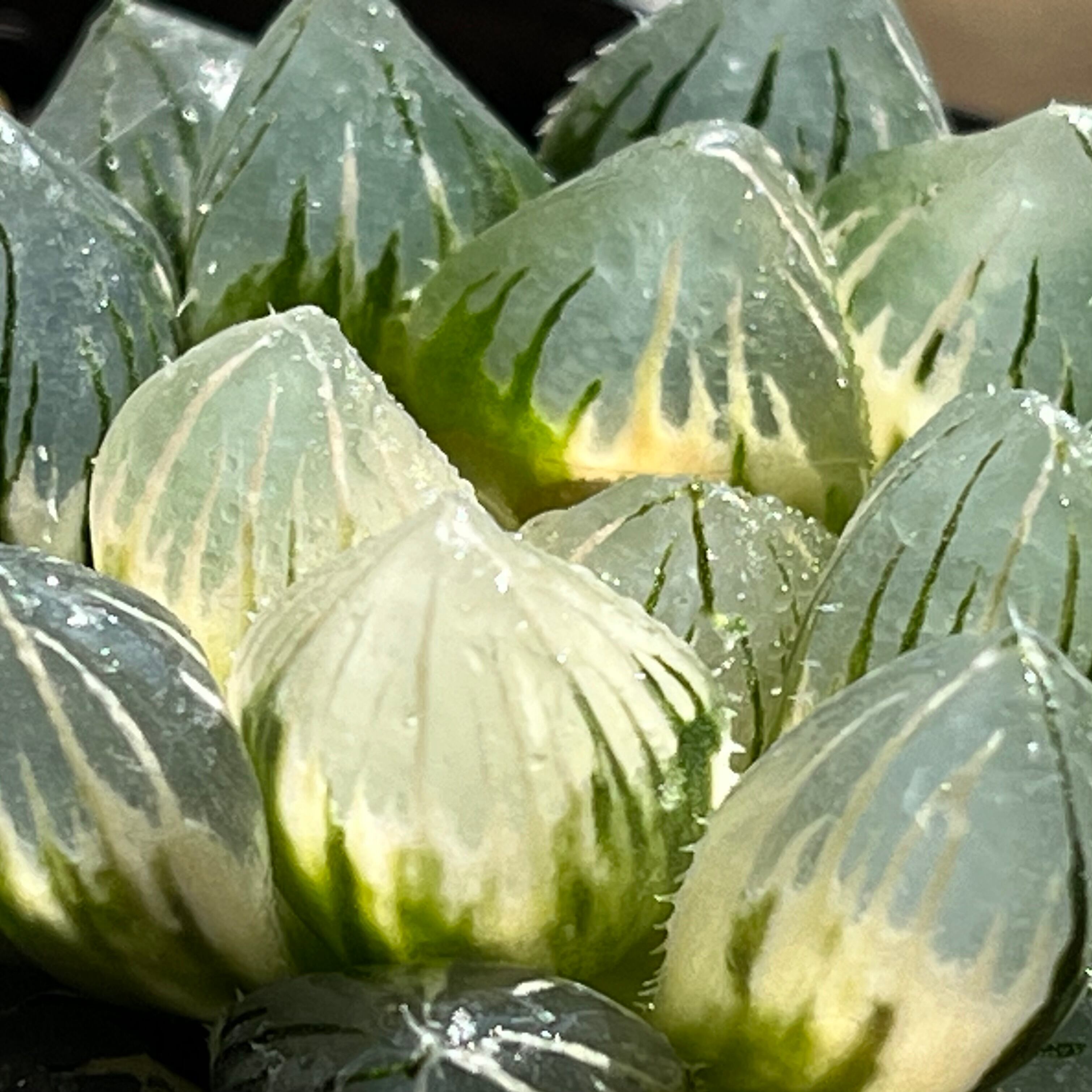 ハオルチア 竜爪 オブツーサ錦 | mocono_plants
