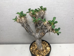 ユーフォルビア ギラウミニアナ