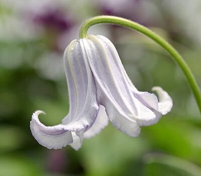 大観 - ‘Taikan’ - インテグリフォリア系　10-50