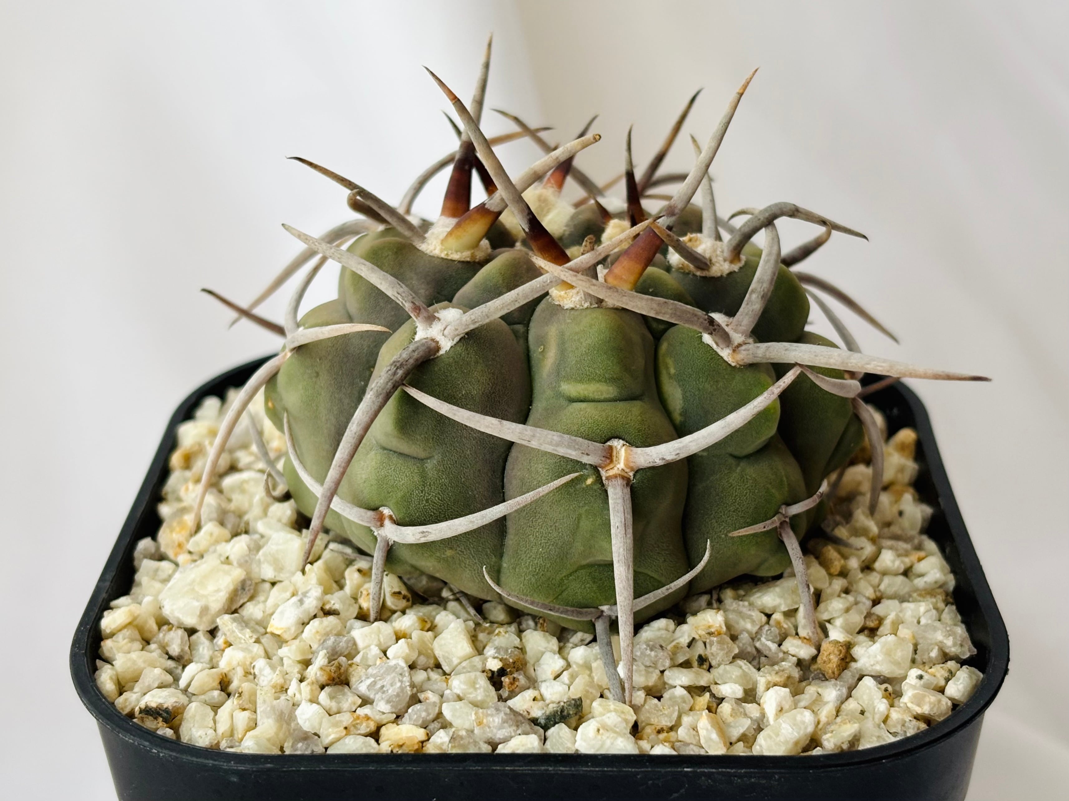 a481e8a374e582df48f723f1b14ee6