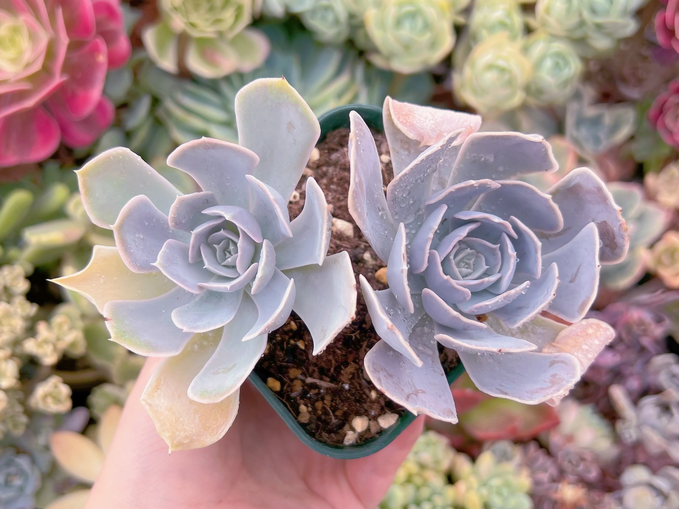 現品　ルンヨニー サンカルロス#007　るる農園