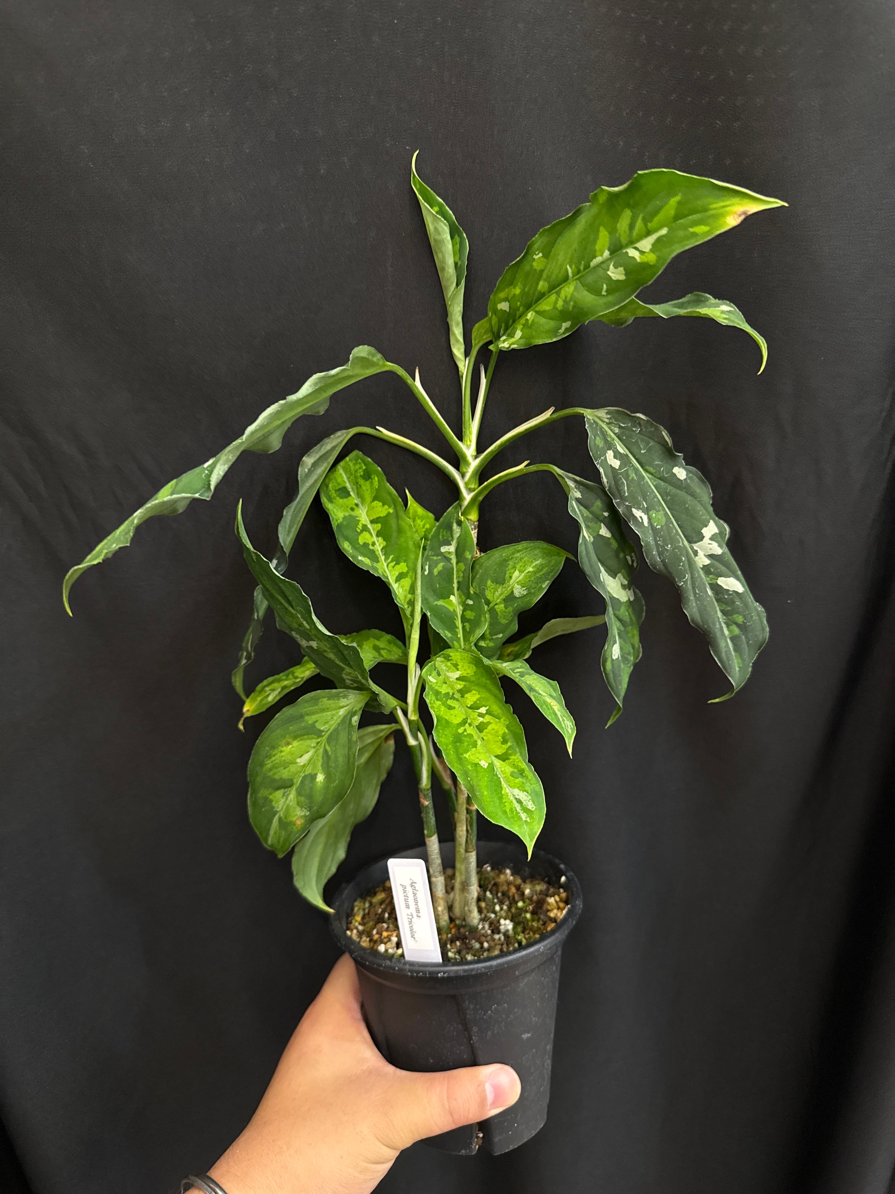 特価) アグラオネマ ピクタムトリカラー | Gardenえん 【観葉