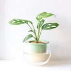 【グリーン】マドカズラ　スイスチーズプランツ