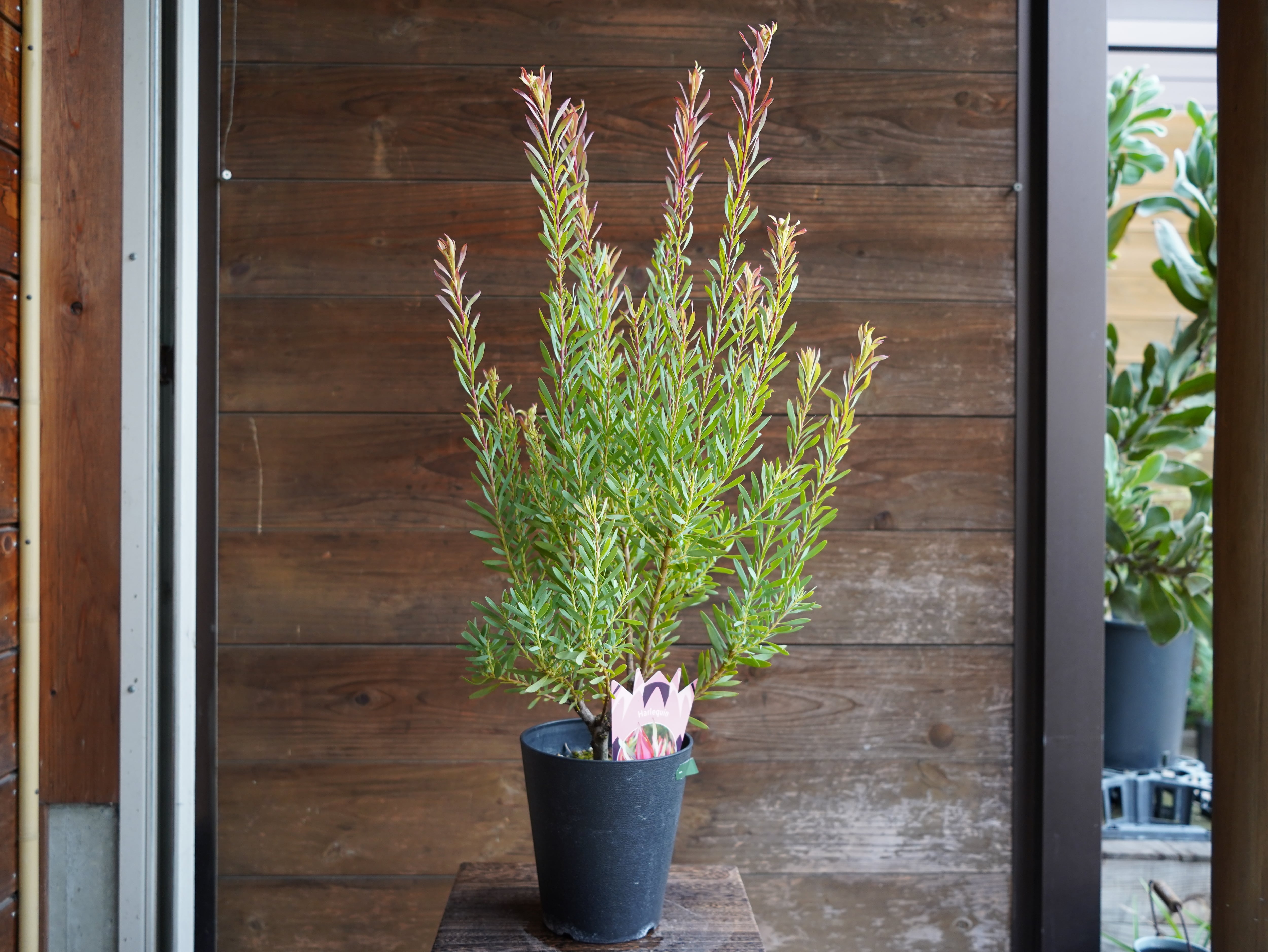 【現物】リューカデンドロン　”Harlequin”