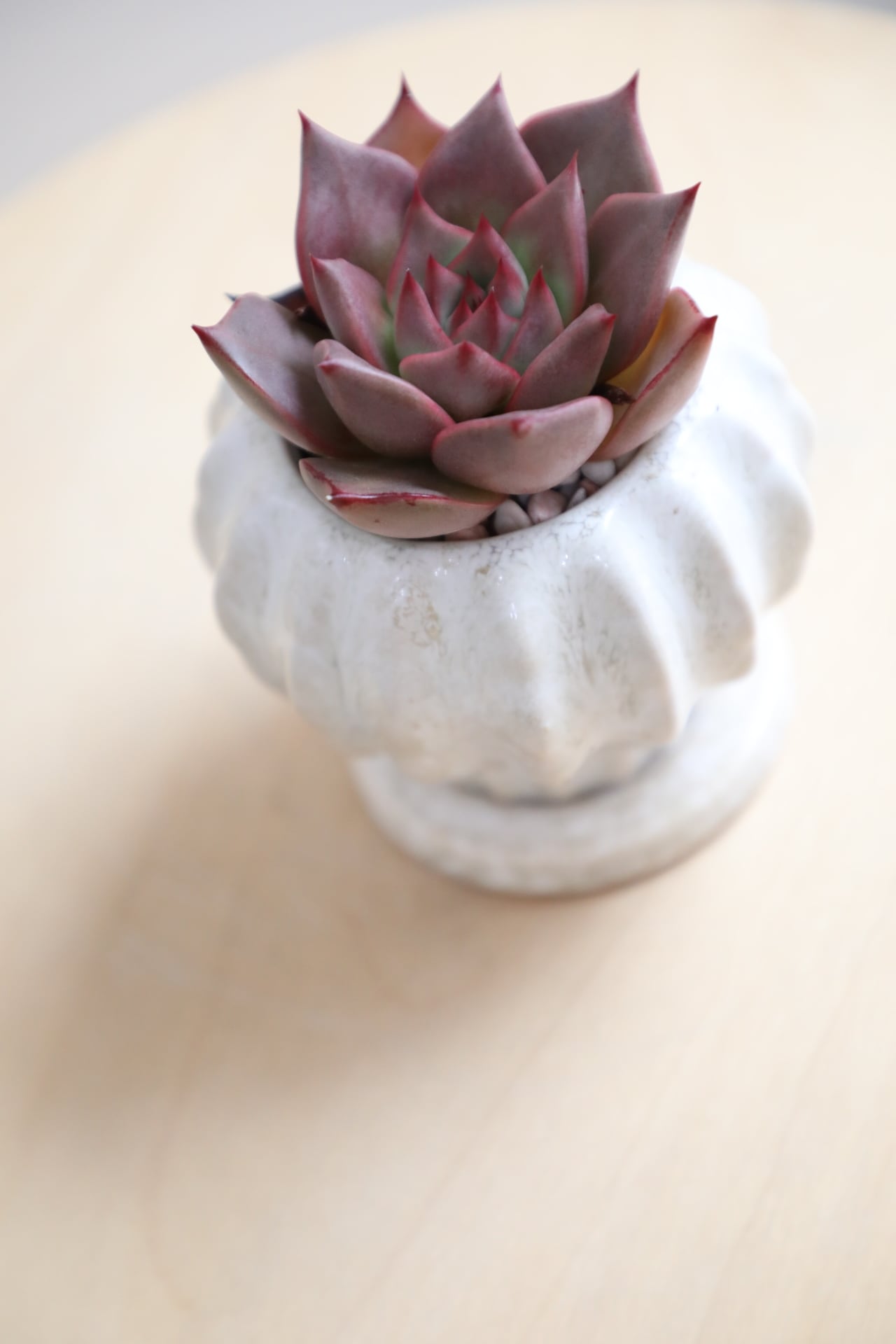 S】エケベリア/Echeveria | 【厳選植物・器】MIDORI DOUMEI 翠堂明