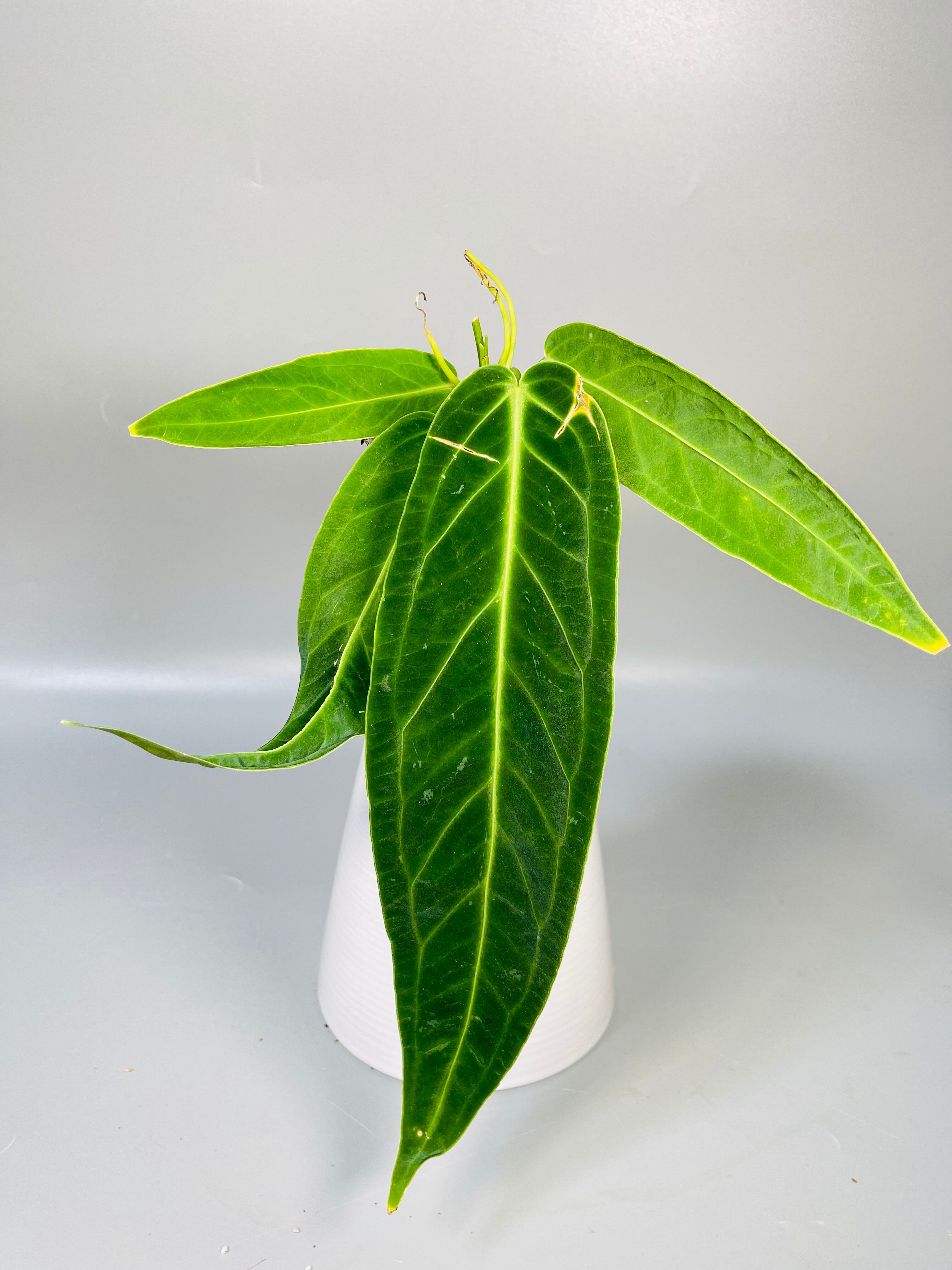 アンスリウム ワロクアーナム / Anthurium Warocqueanum⑭