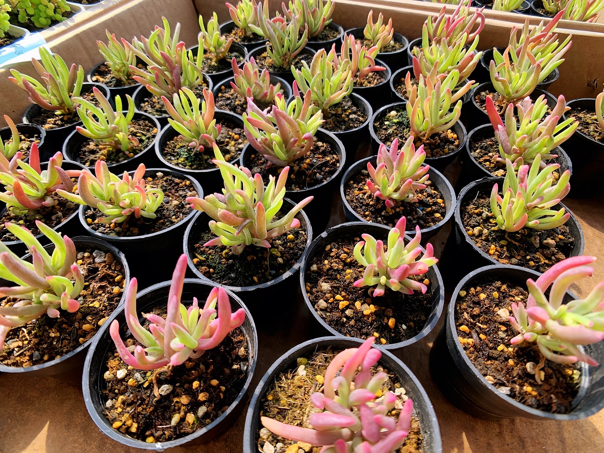 農園直売 多肉植物 寄せ植え ドロサンテマム 氷花錦（群）観葉植物
