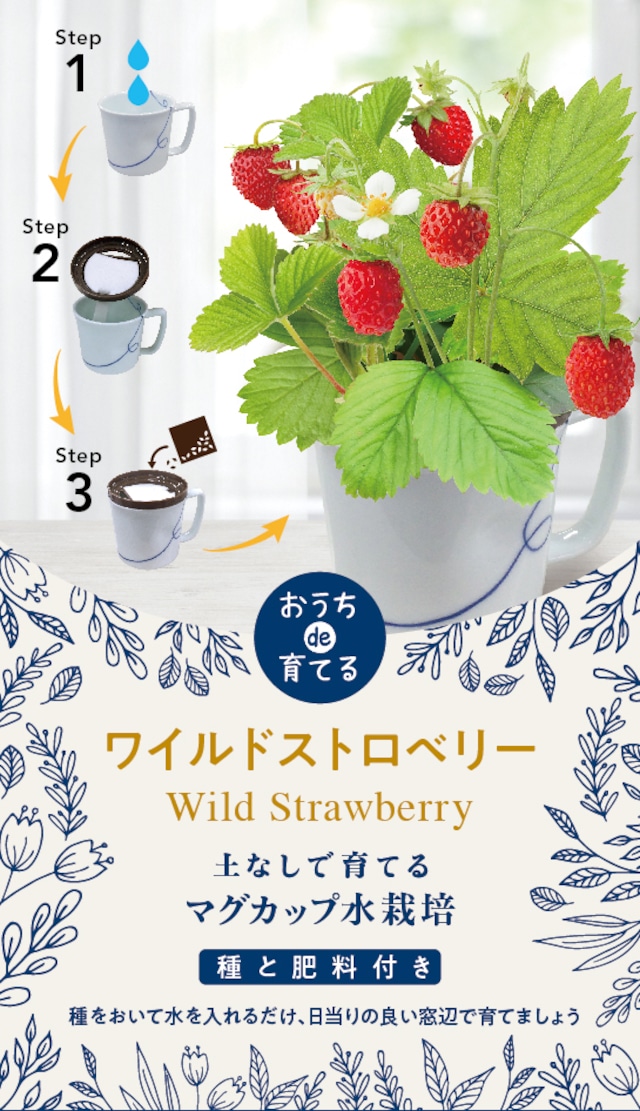 マグカップ水栽培　花シリーズ「ワイルドストロベリー」送料込(種有効期限2月末）