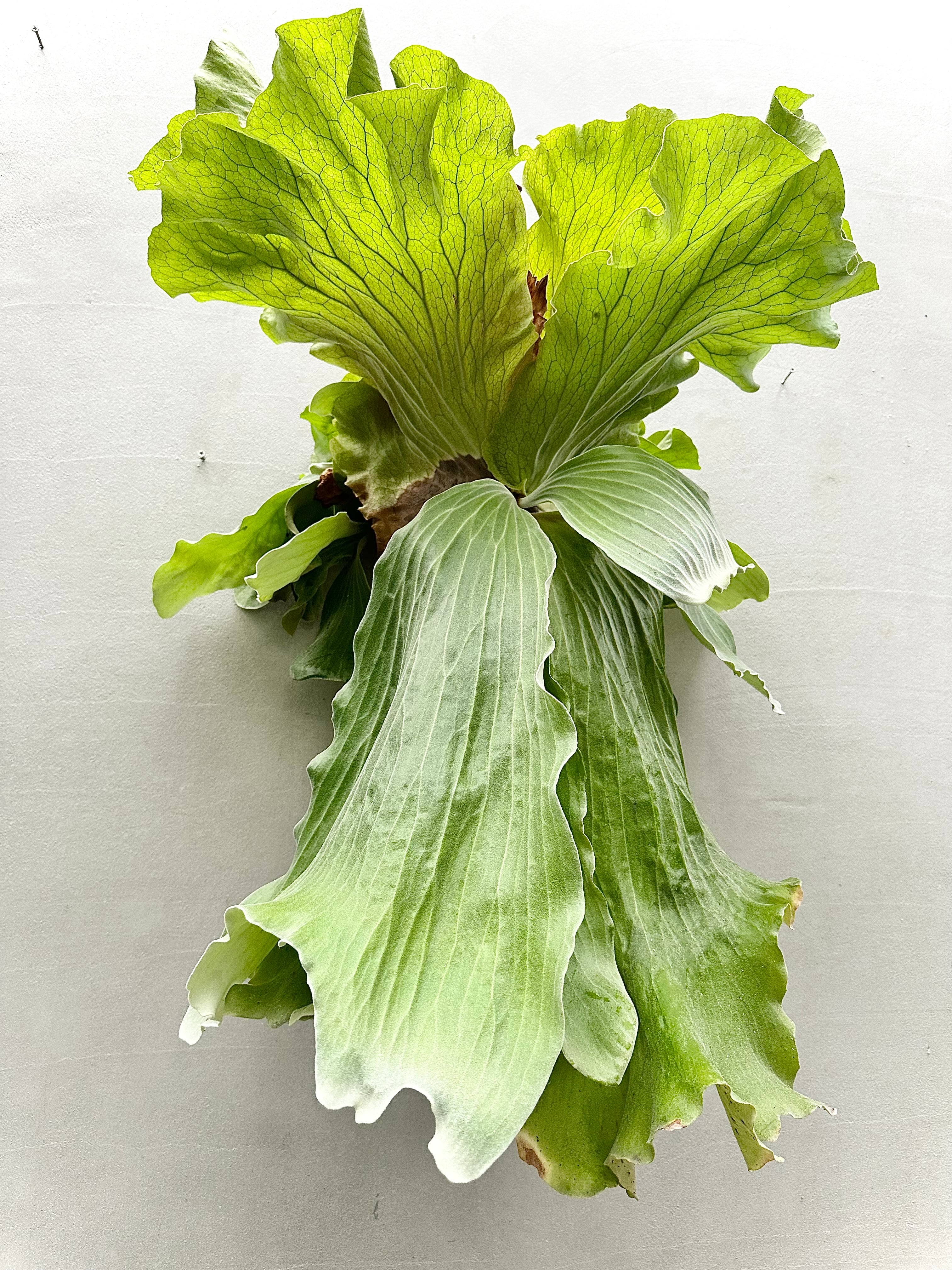 a) P. willinckii 'Elves' ビカクシダ ウィリンキー 'エルベス