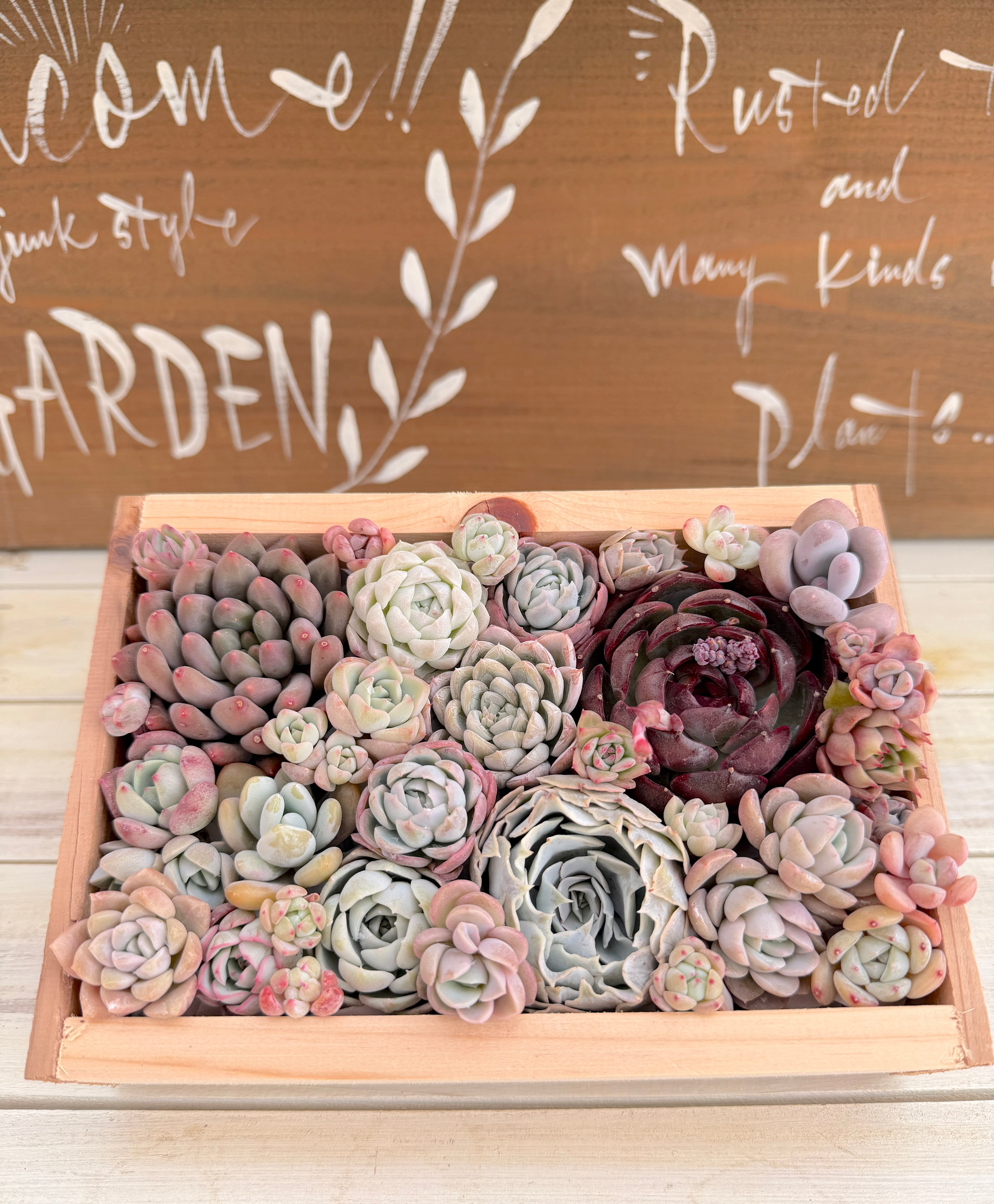 一般の方専用】寄せ植えぎゅうぎゅう木箱S | たまちゃんず農園