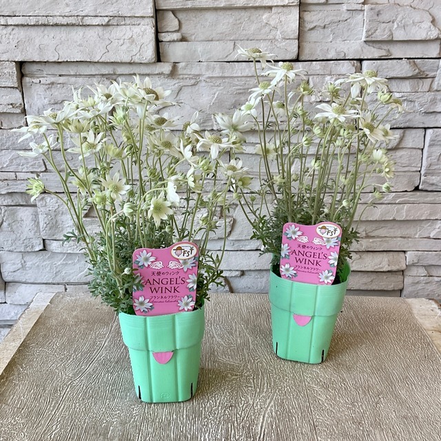 フランネルフラワー 天使のウィンク 3 5寸ポット 橋本種苗園