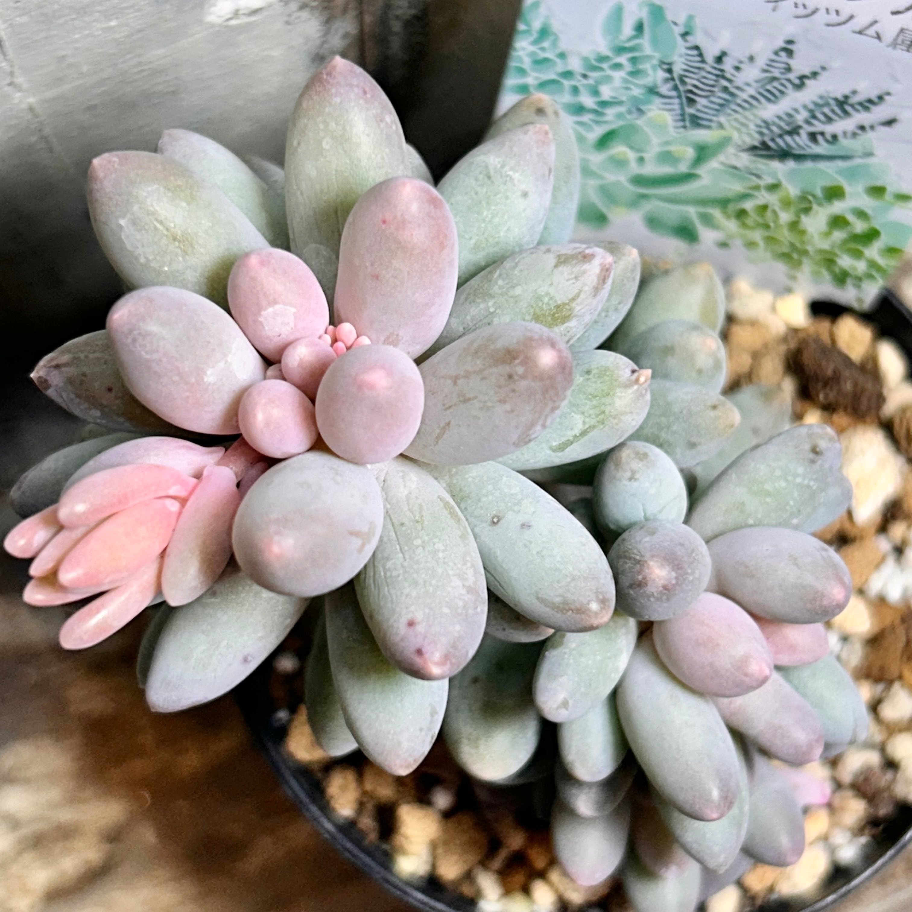 プロリフィカ錦 | RuPo 多肉植物専門店