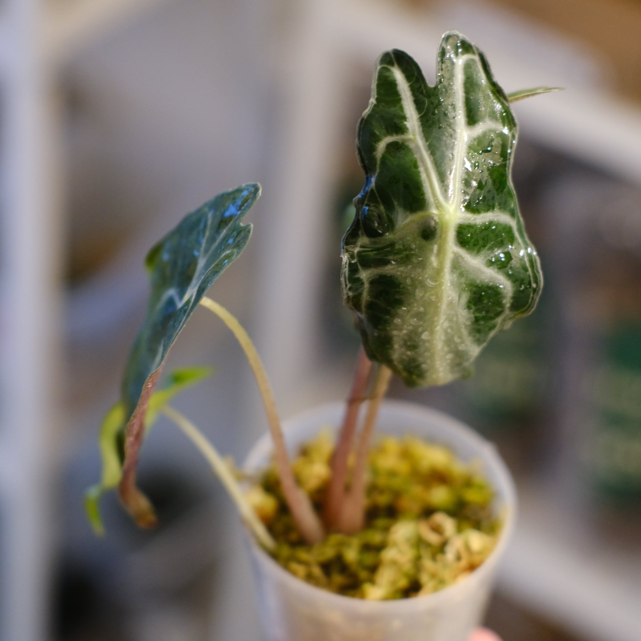 アロカシア / Alocasia | tokyoplants / 観葉植物専門店