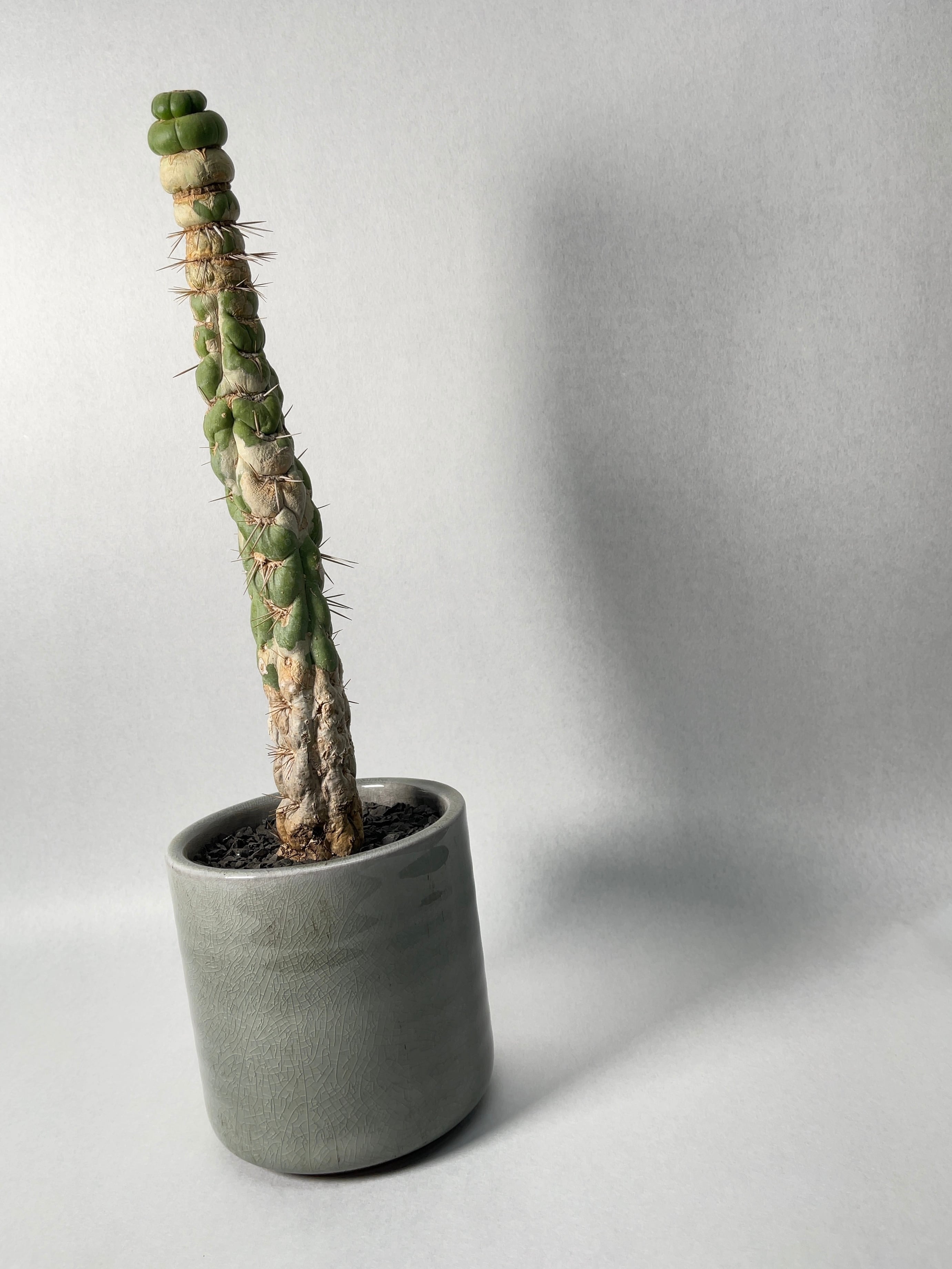 ユーリキニア・カスタネア・スピラリス | trigger