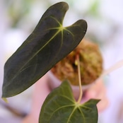 【選抜】Papillilaminum(Fort Sherman) × Anthurium King of spades(KOS) / アンスリウム・キングオブスペード×パピリラミナム / 観葉植物