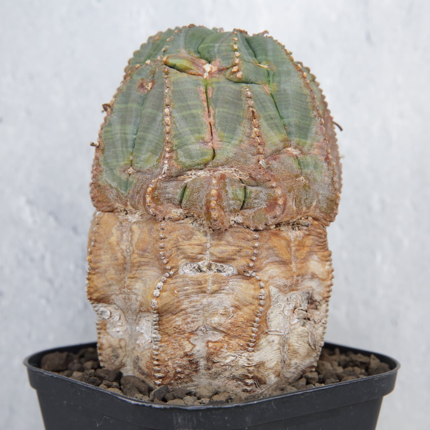 超厳選株】超大株 直径約7.7cm マウンテン 捻じれ オベサ