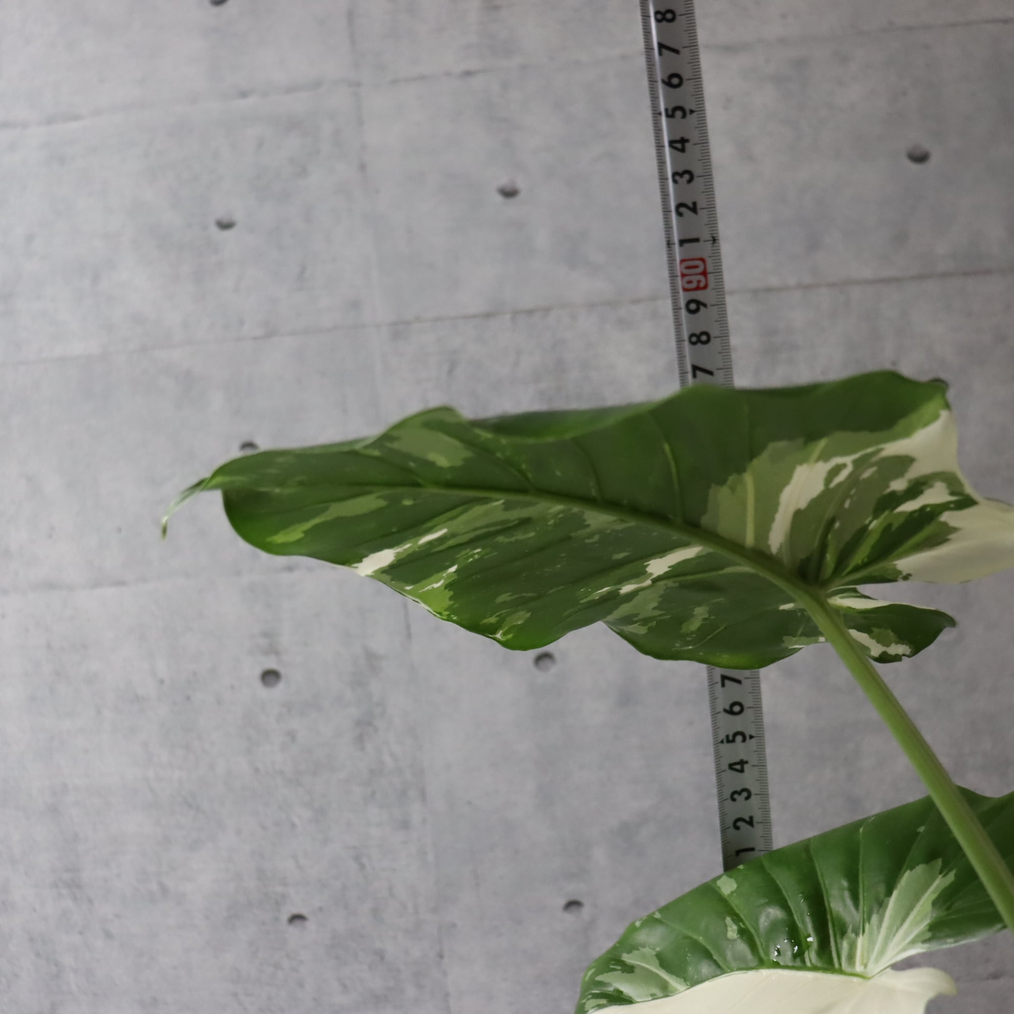 【綺麗な斑入り】 クワズイモ 斑入り 観葉植物 幅110cm 幹太 室内 大型