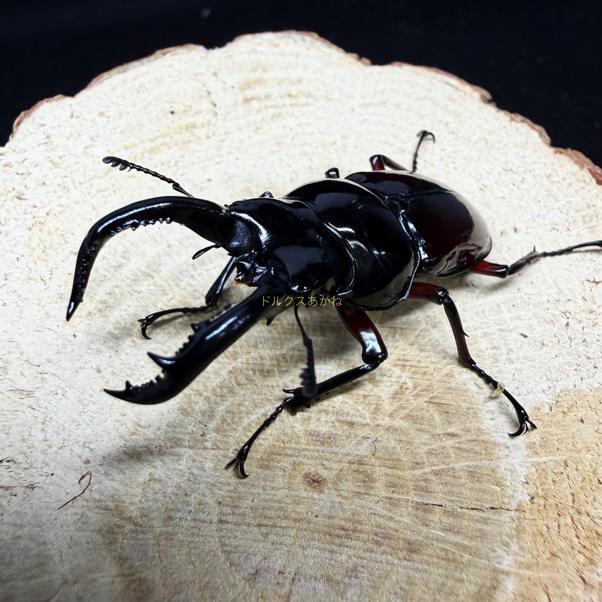 新成虫ペア】ヤエヤママルバネクワガタ | ドルクスあかね