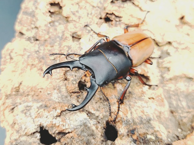 ラテラリスノコ　亜種バヤニー　♂55ｍｍ♀43ｍｍ　