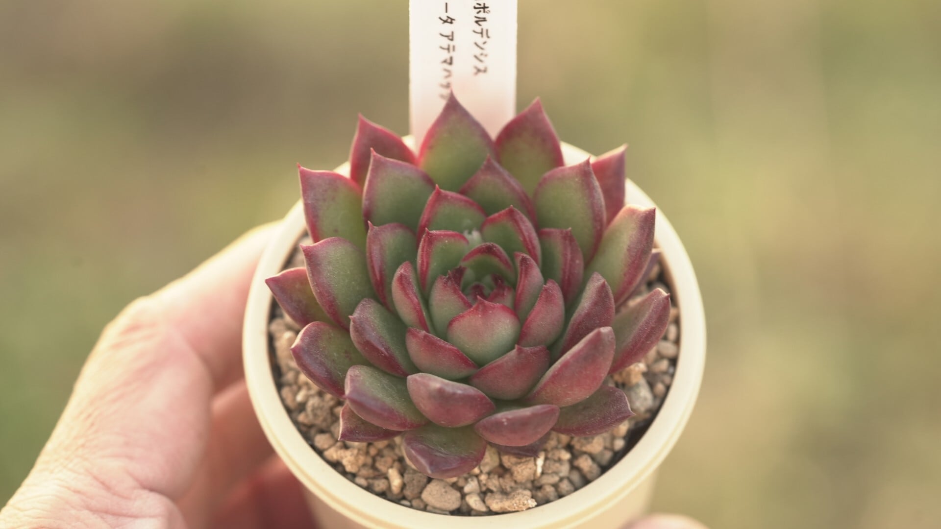 Aセット エケ苗3種セット | クアトロ