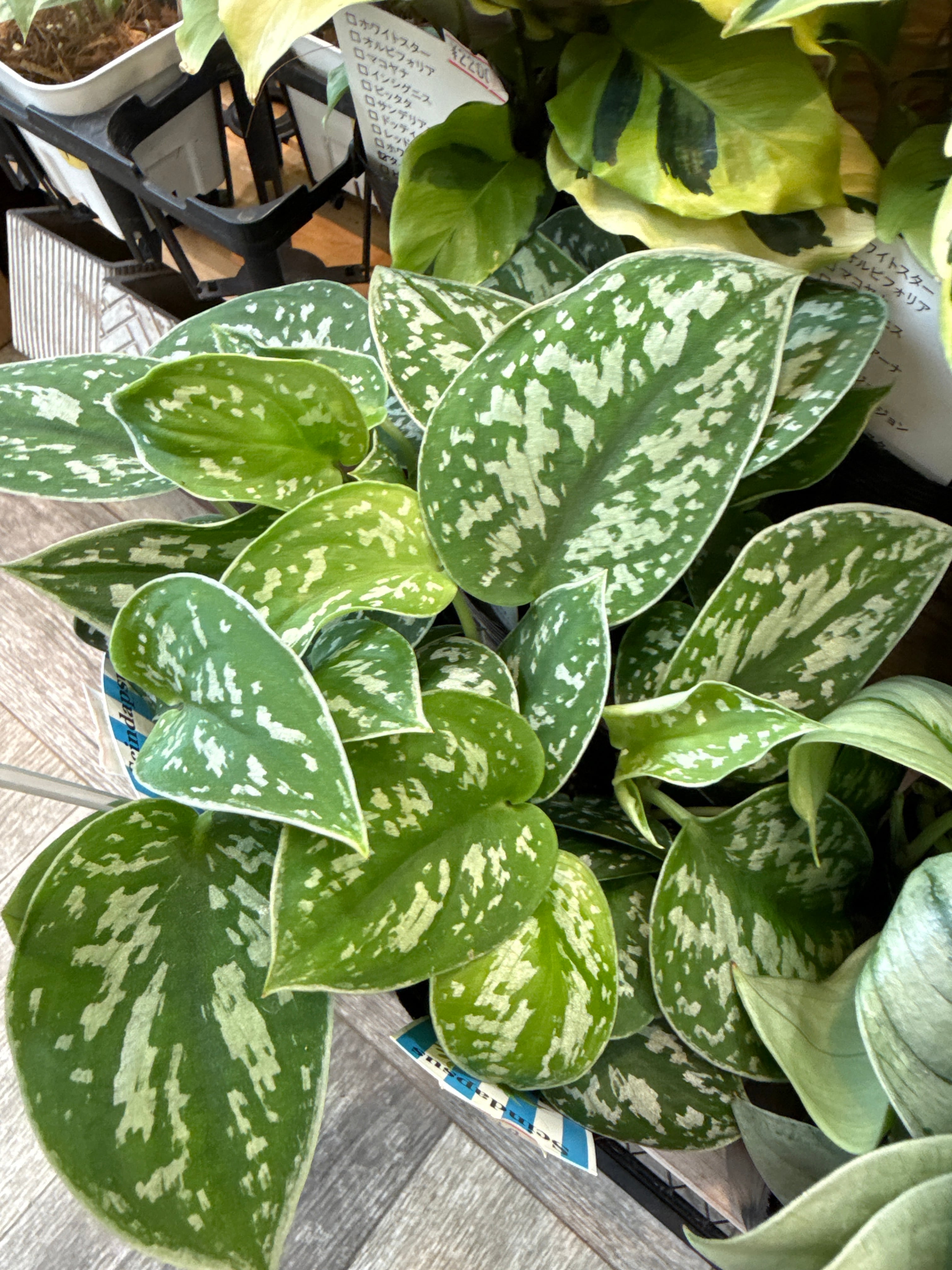 スキンダプサス アルギレウス | Gardenえん 【観葉熱帯植物】