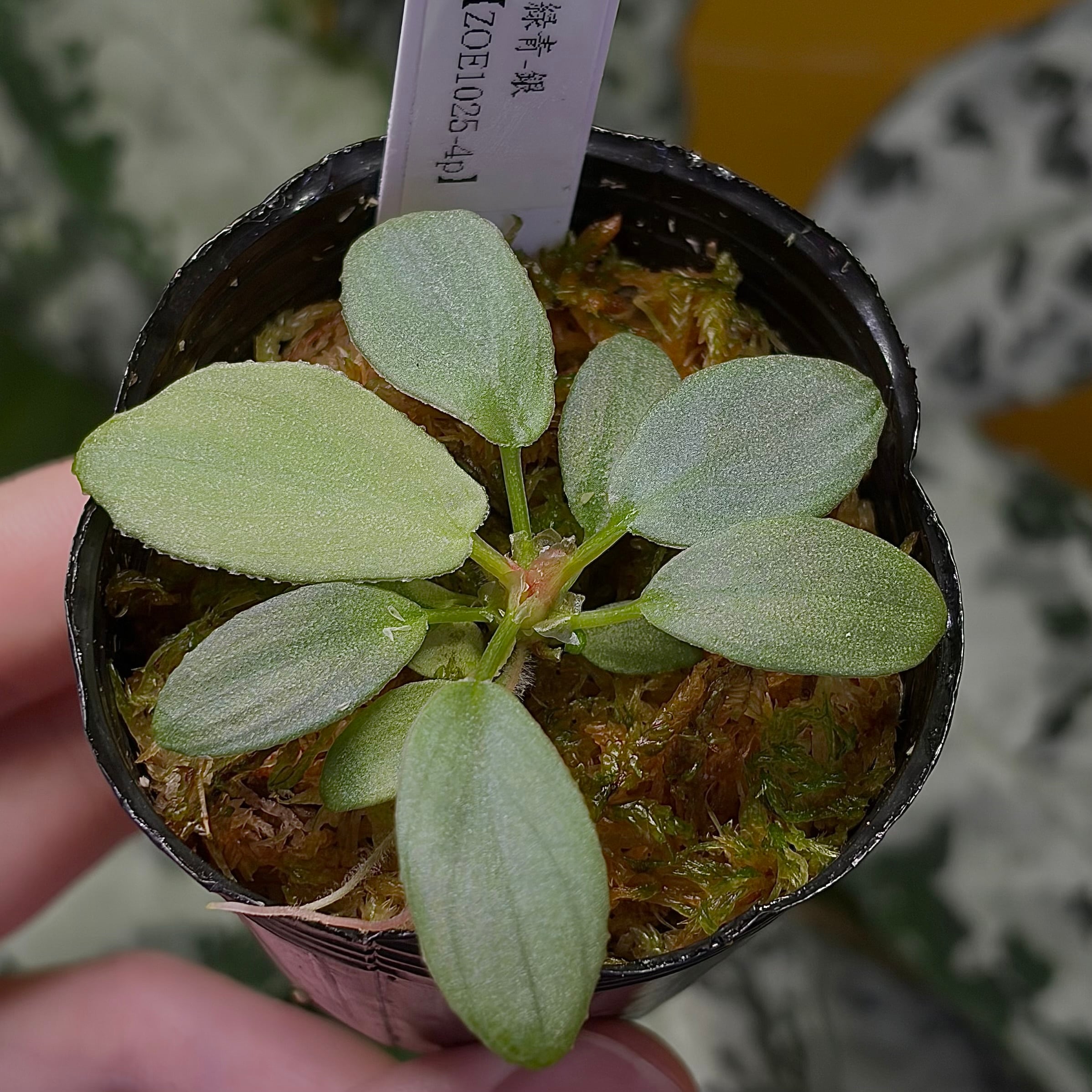 Homalomena sp. 花緑青 Tapanuli Selatan 【ZOE1025-4p】 銀葉個体