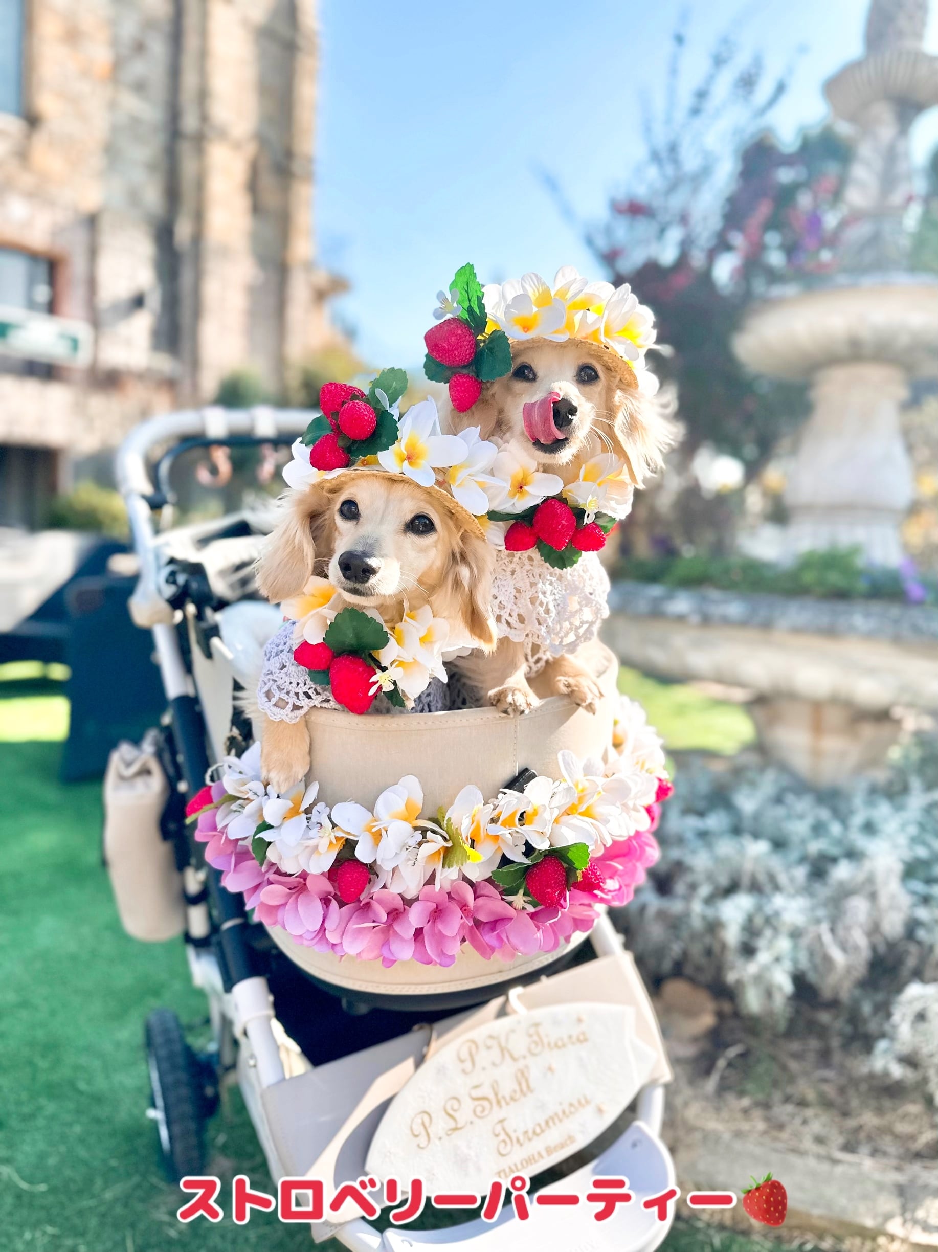 ストローハットM小型犬〜中型犬