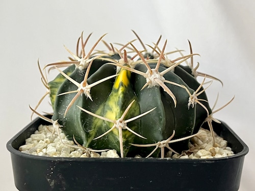 Echinocactus texensis　エキノカクタス　綾波錦　サボテン