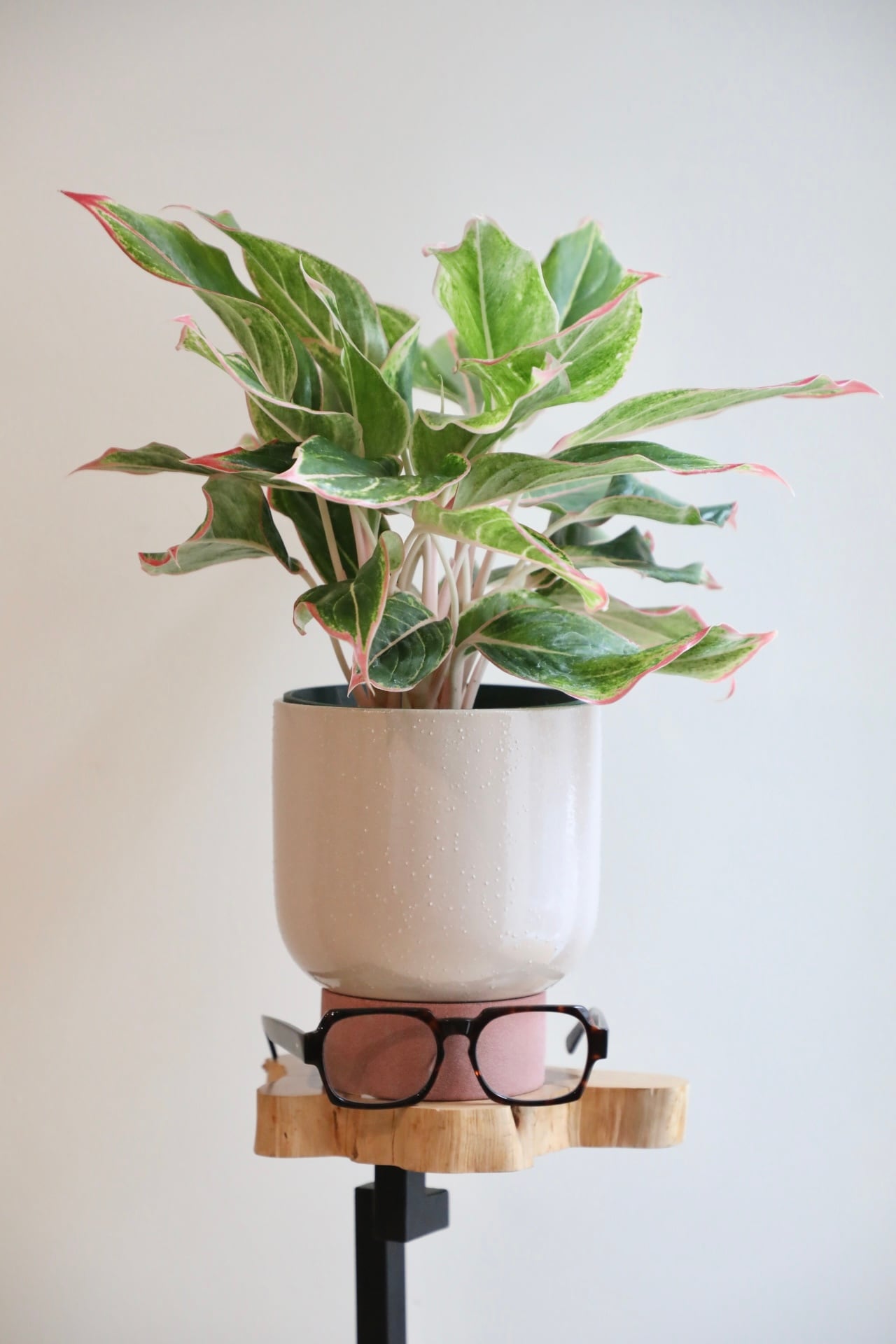 M】アグラオネマ ピンクサイアム/Aglaonema Pink Siam ※陶器鉢付き