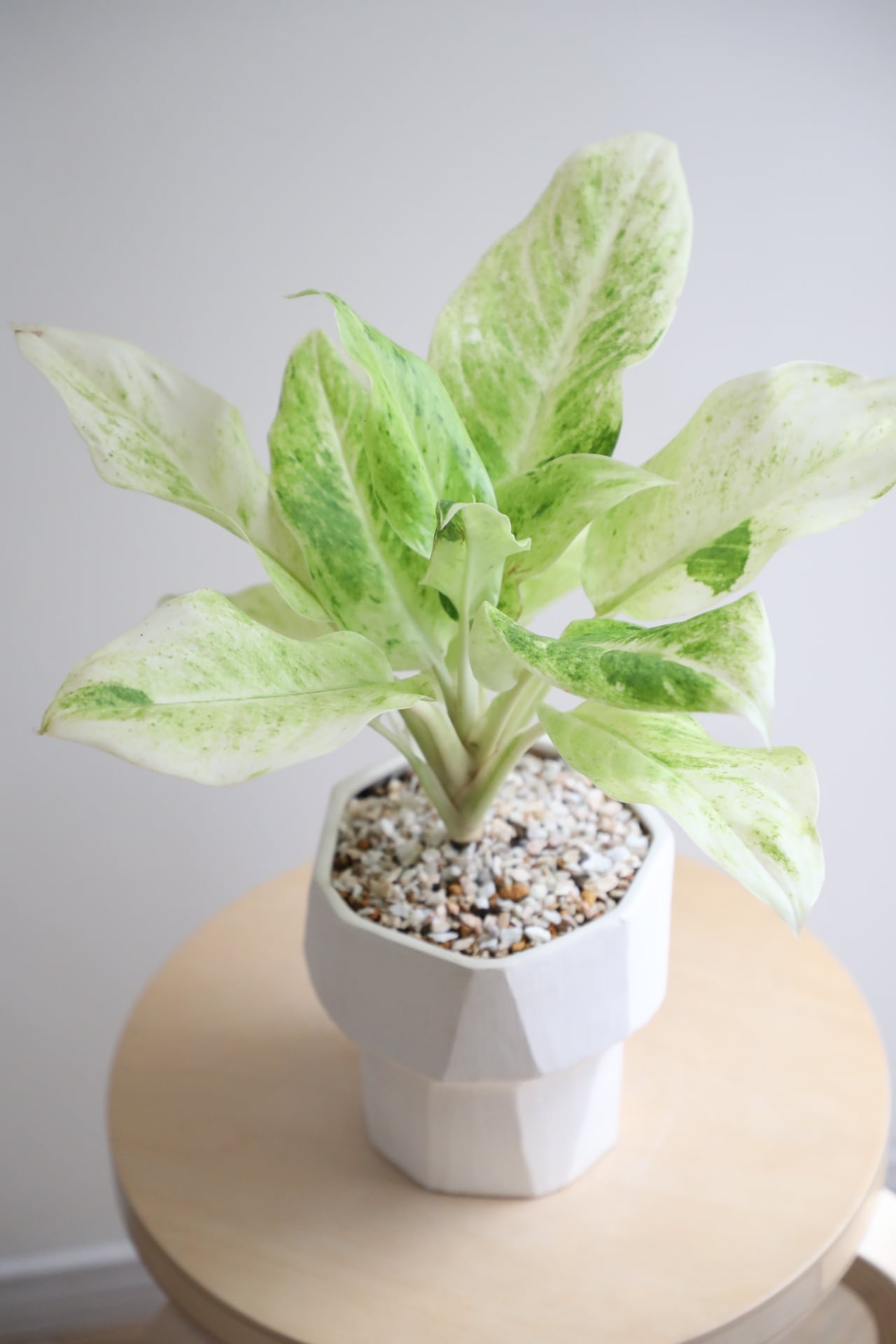 M】アグラオネマ サンドロップ/Aglaonema | 【厳選植物・器】MIDORI