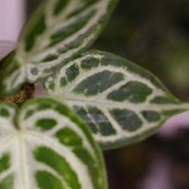 アンスリウム ドラヤキ × シルバーブラッシュ / Anthurium Dorayaki × Anthurium Silver brush / 観葉植物<育て方・花言葉>