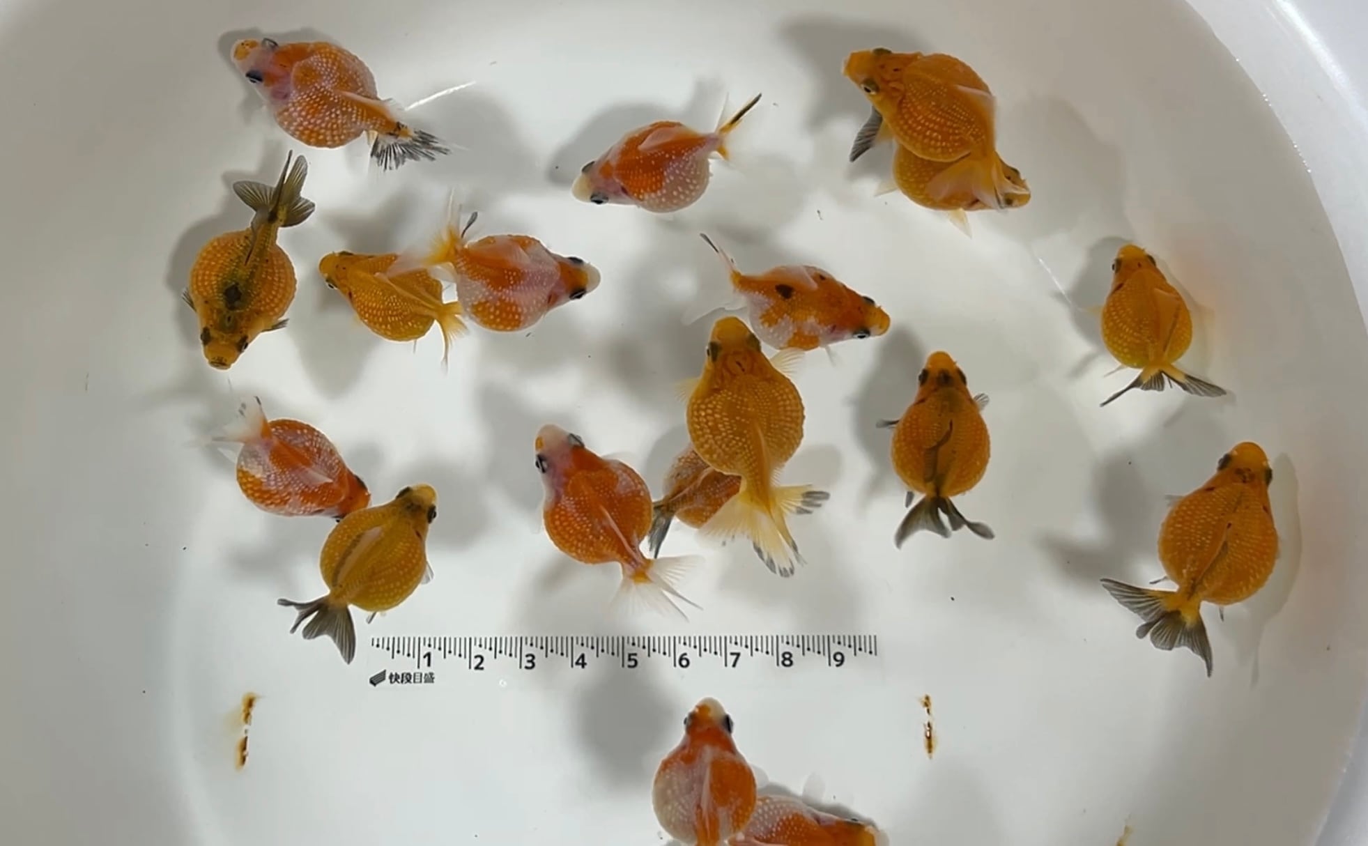 藤本様作 ピンポンパール 1匹 【金魚】 | アクアヒーリング プレアデス