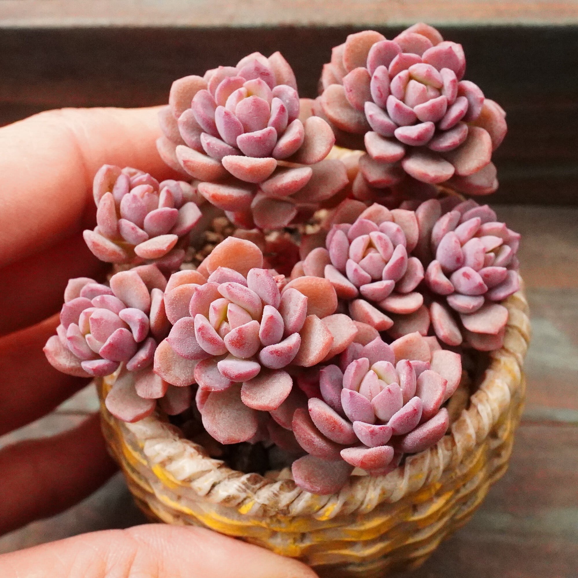 多肉植物　韓国苗　ビックレッド　発根済み 多肉植物 ❣️グリーンピンク❣️韓国苗育成 抜き苗 c146 - メルカリ