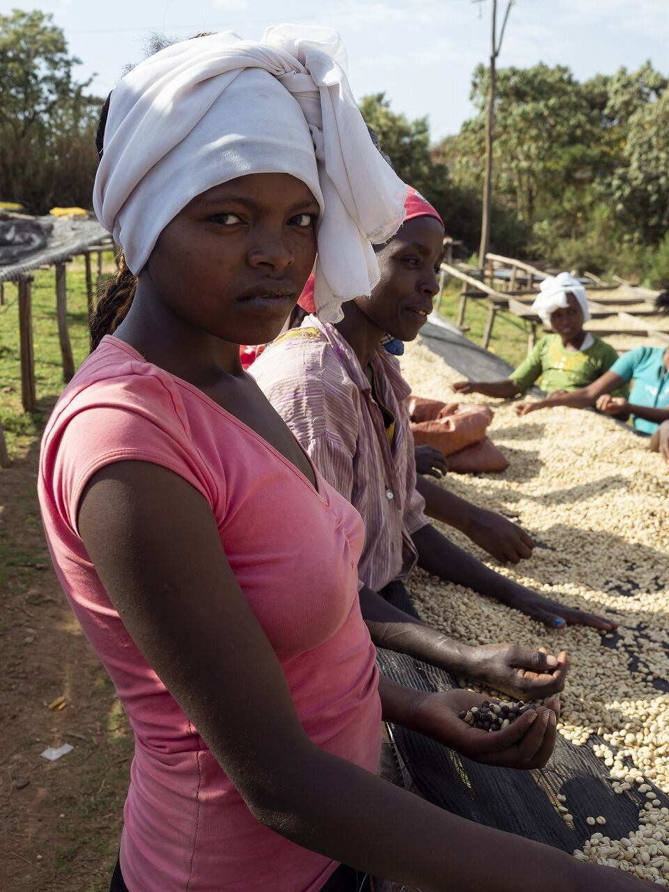 エチオピア グジG1 ナンセボ ナチュラル（100g） | setocoffee（瀬戸