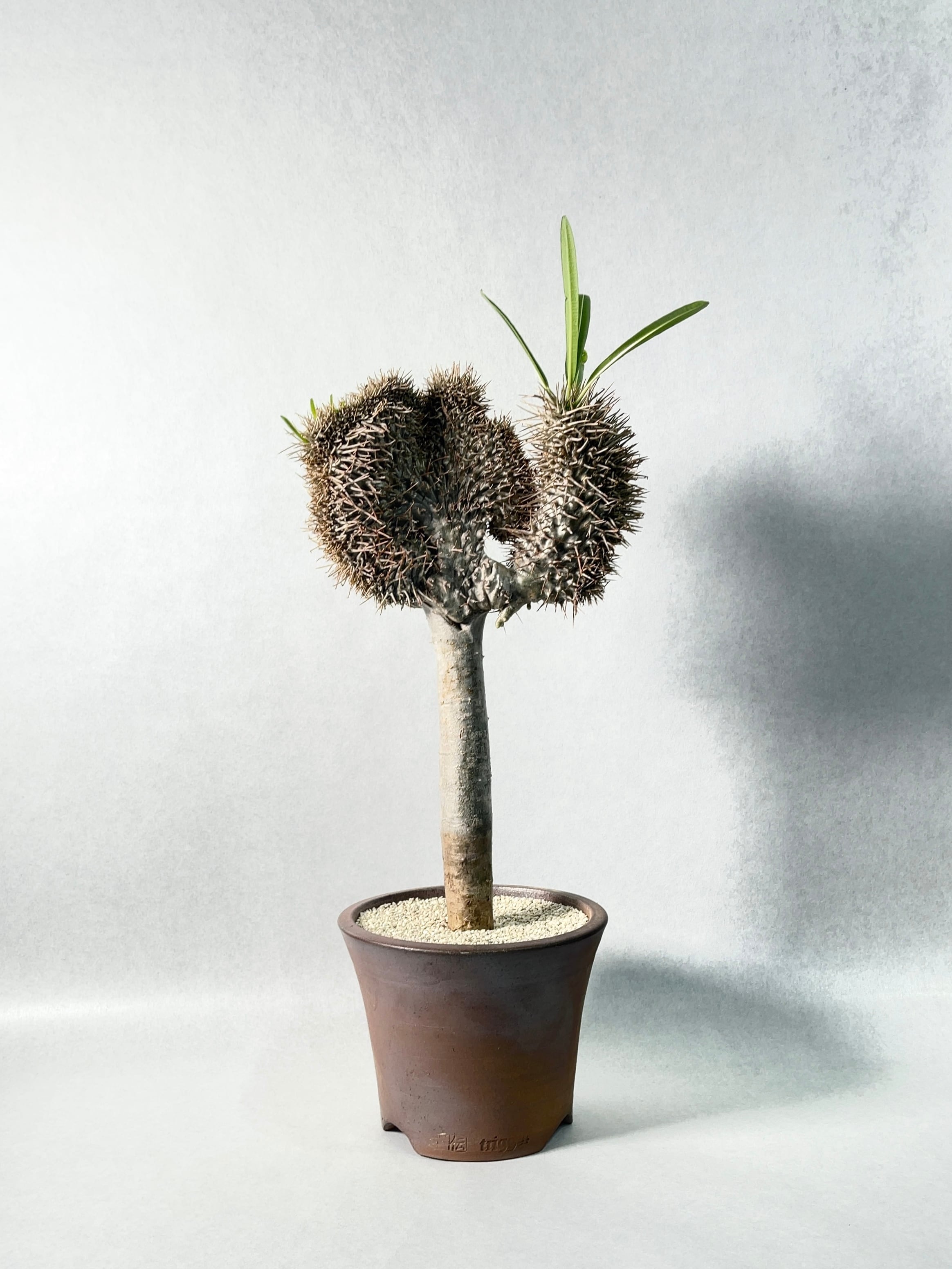 パキポディウム ラメリー 綴化 塊根植物 特大