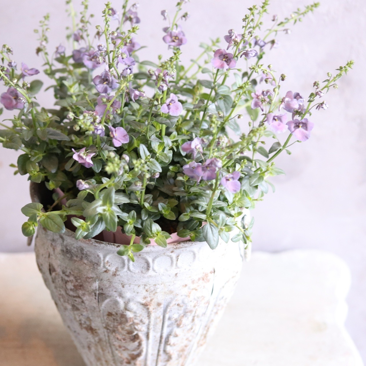 ディアスシアダンス　デニム　ブルーカラーのお花　宿根草　新色　センスアップ　シャビーシックにオススメ