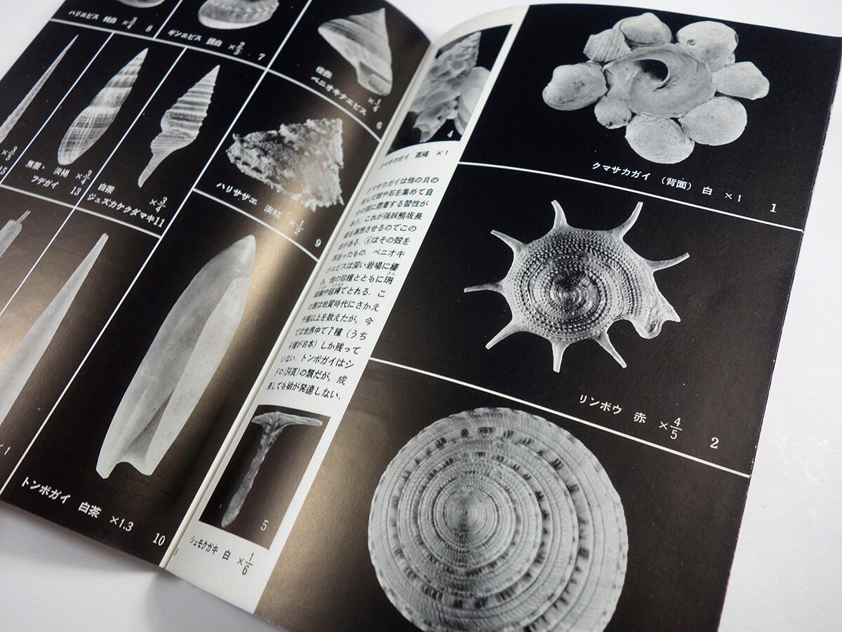 貝殻の記憶 日本の貝殻（黒田徳米・堀越増興 監修）- 岩波写真文庫99 | bookstore