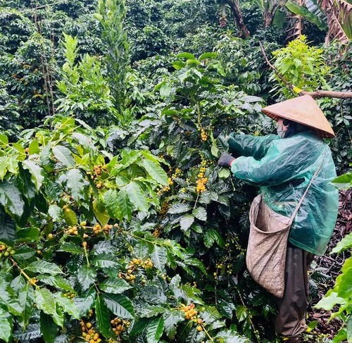 ベトナム　ラムドン省ダラット　Lanさんのイエローカツアイ・ナチュラル（中煎り）[コーヒー豆:100g]