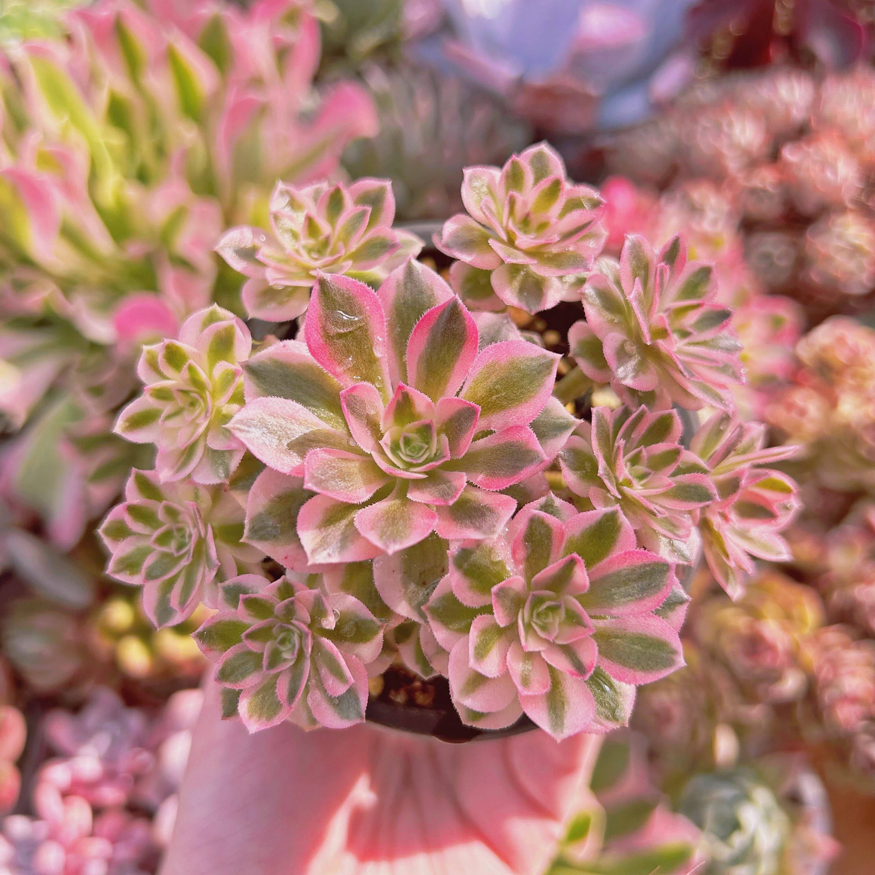 47#多肉植物アエオニウム錦❤️ハロウィンの新種変異❤️ライチ❤️9頭16cm拨き苗 47#多肉植物アエオニウム錦❤️ハロウィンの新種変異❤️ライチ