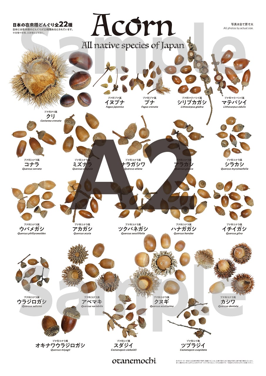 どんぐりページ a498615d8fece2f5a50d5621ab5777